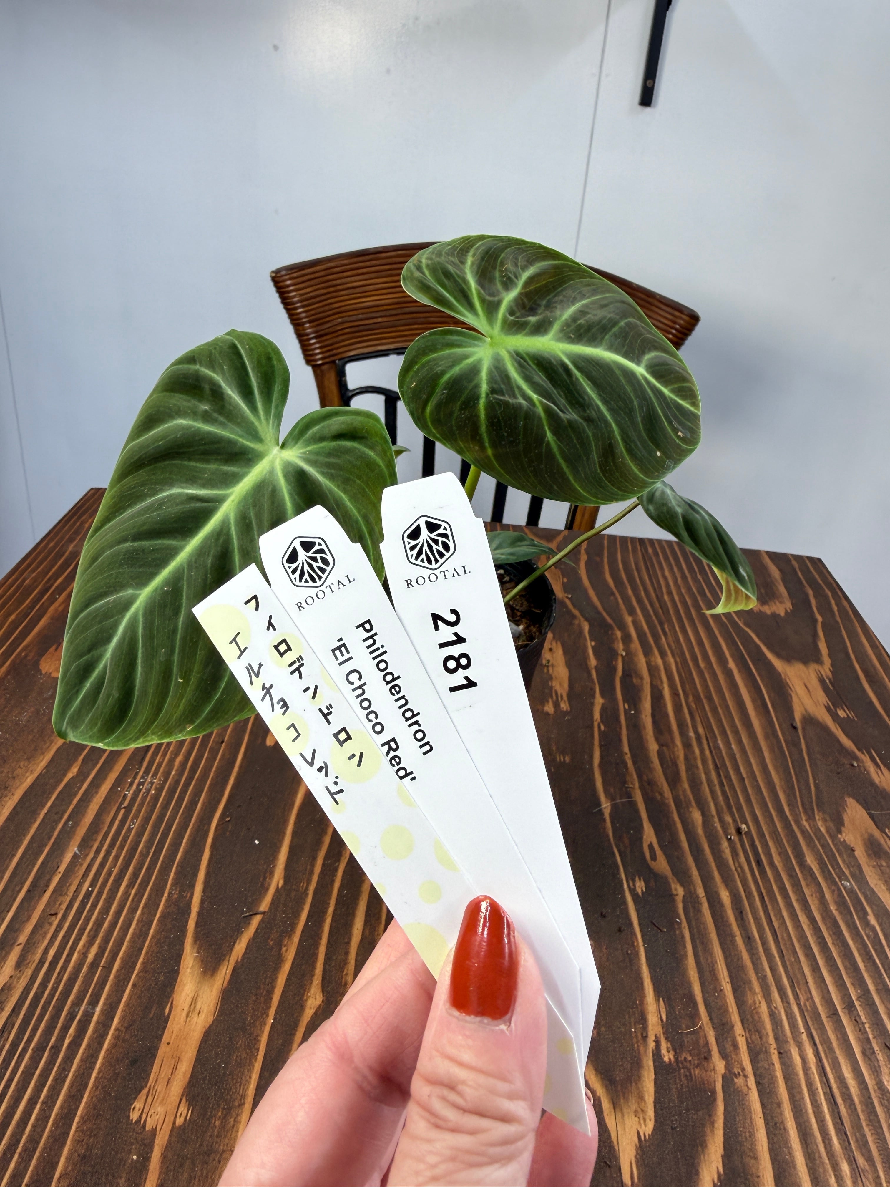 ☆2181 フィロデンドロン エルチョコレッド（3.5号ポット） | ROOTALPLANTS