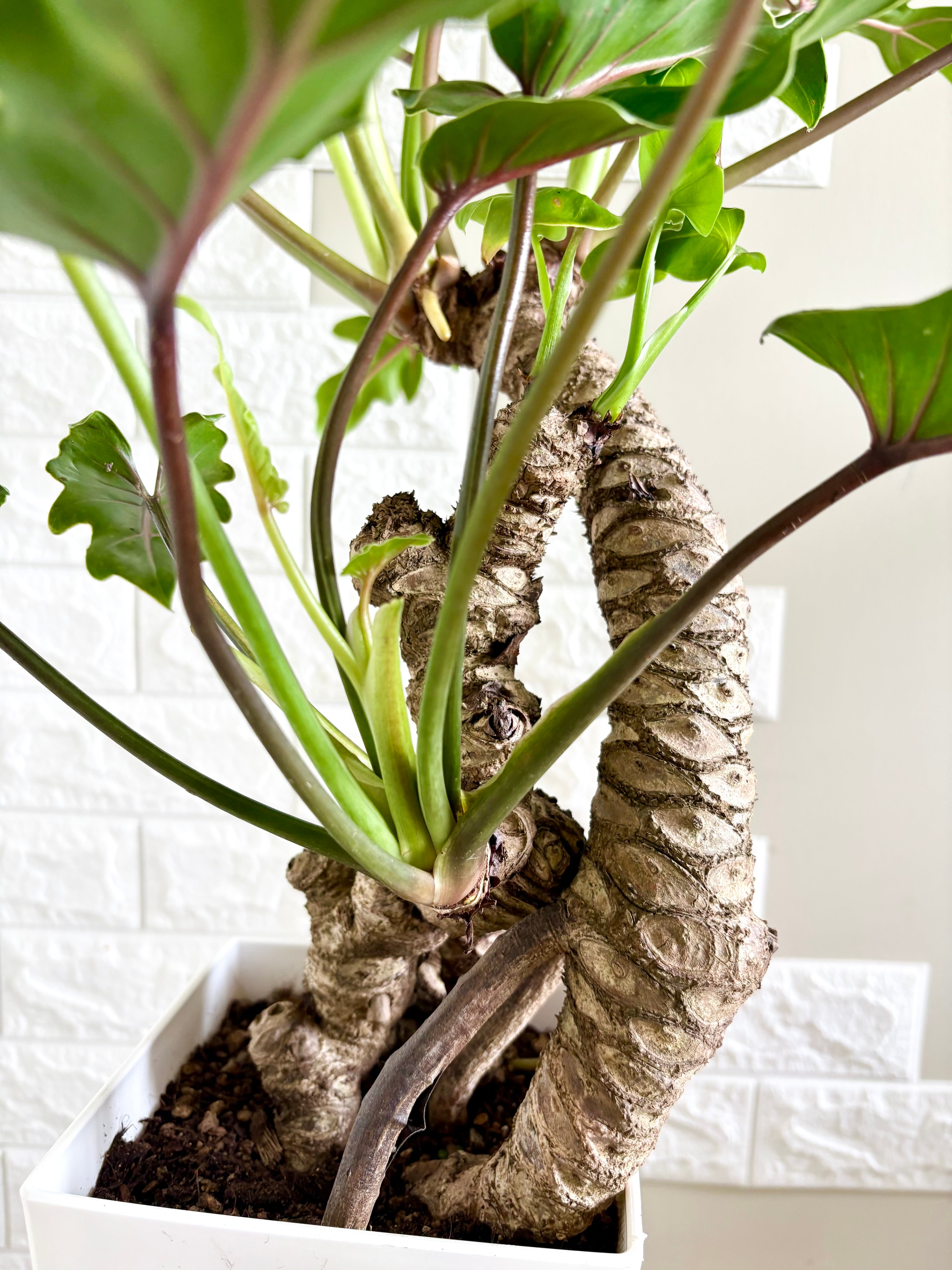 現品】フィロデンドロン クッカバラ 幹立ち 観葉植物 | 観葉植物のお店