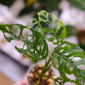 【実生】モンステラ オブリクア ペルー / Monstera Obliqua Peru③ / 観葉植物