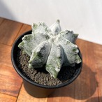Astrophytum myriostigma【アストロフィツム・亀甲ランポー】