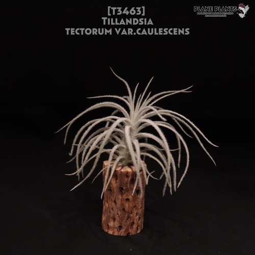 【送料無料】tectorum var.caulescens〔エアプランツ〕現品発送T3463