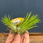 チランジア バラエティクランプ【823】