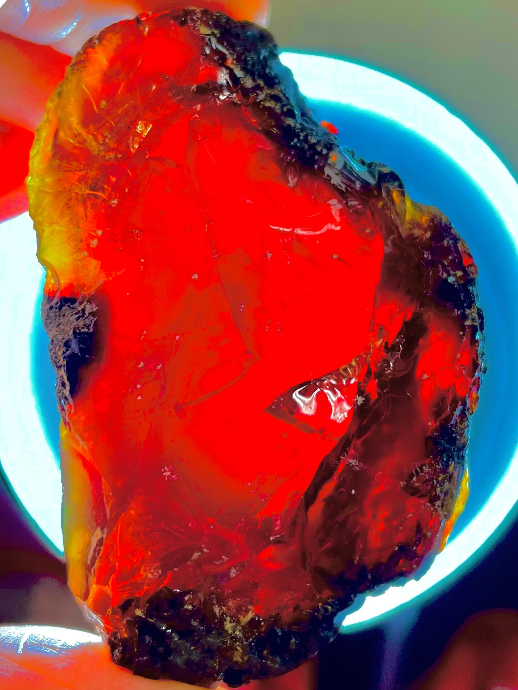 7) 炎の伝説!ファイヤー・ブルーアンバー「スーパー・ブラマ」小型