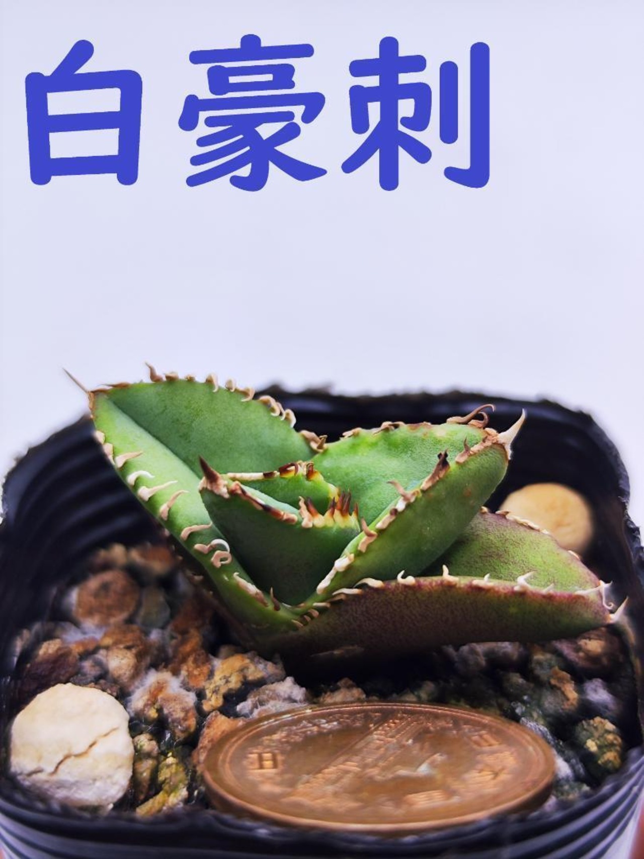 XM05 白豪刺（アガベ チタノタ） | HM Plants 