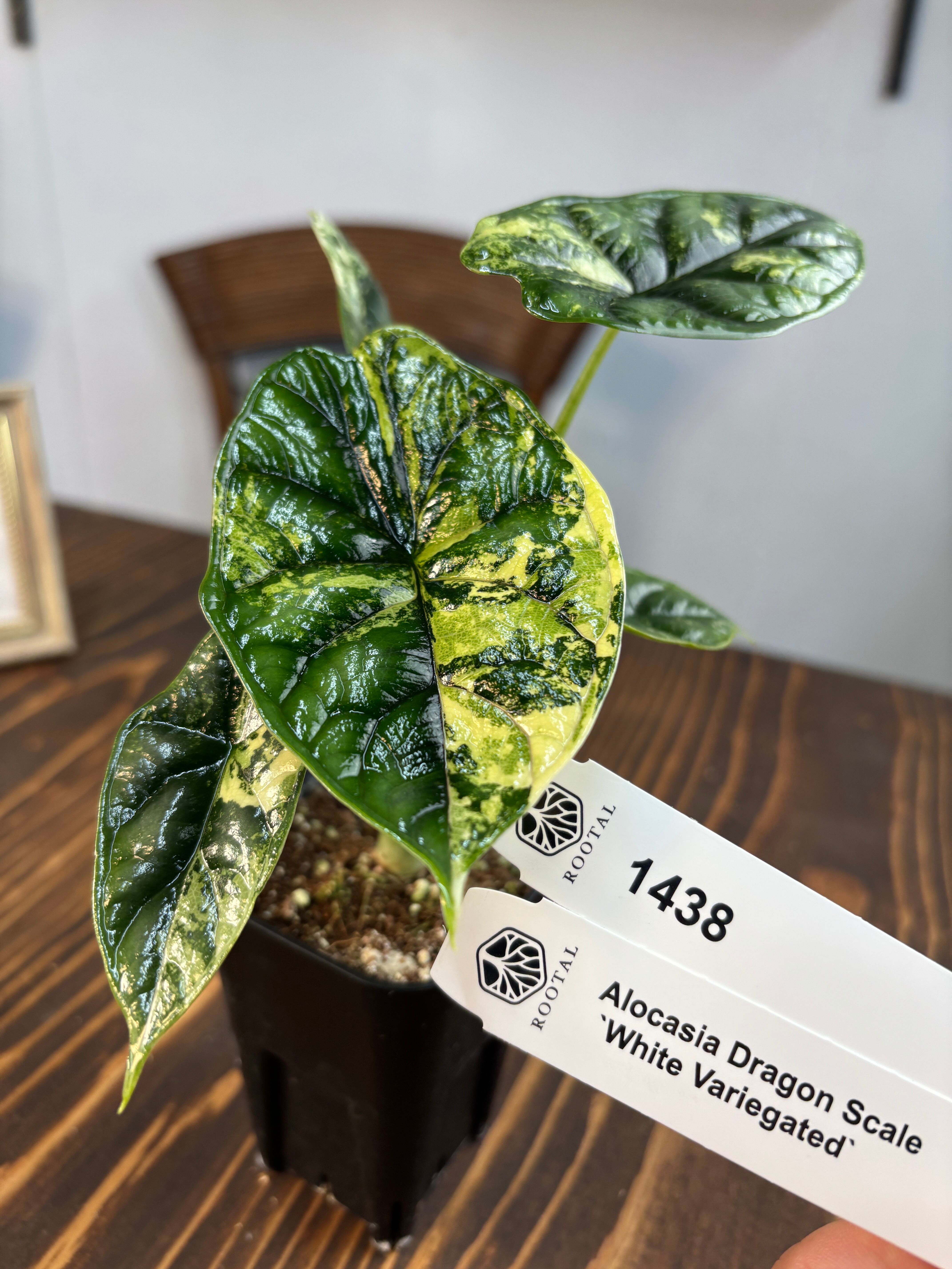 ドラゴンスケールホワイト バリエガータ | ROOTALPLANTS