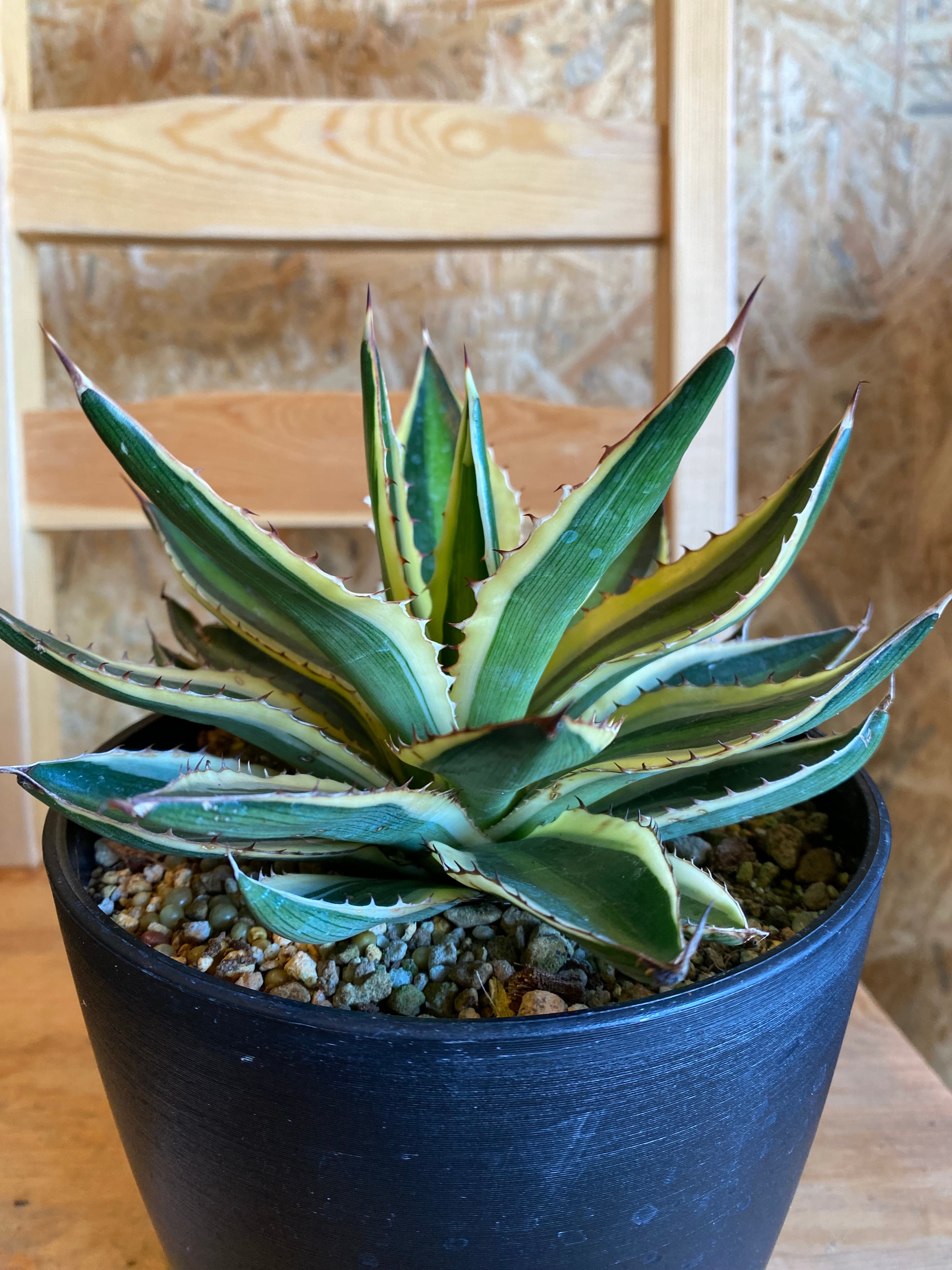 アガベ ロファンサ クアドリ 五色万代 H23cm W 16cm | Garden Varejo