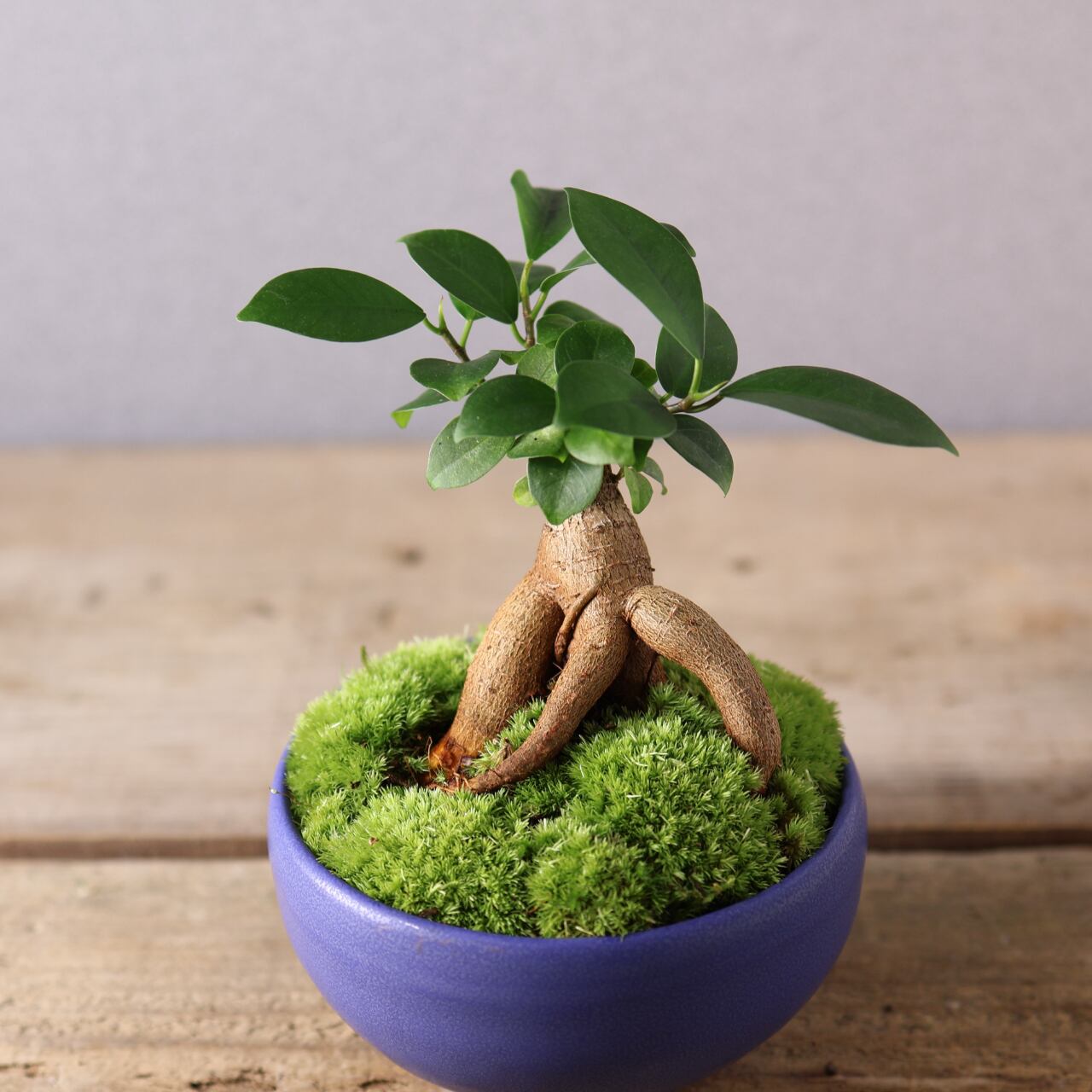 406 小さな幸せを宿す『ガジュマル 盆栽風』観葉植物 【送料無料