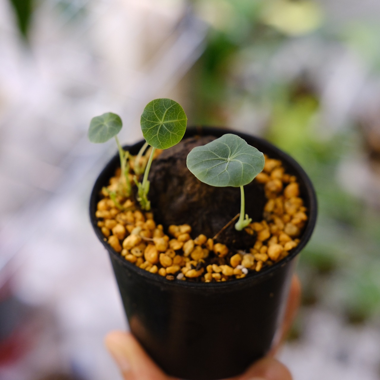 Stephania kaweesakii / ステファニア カウィーサキー⑭ / 観葉植物