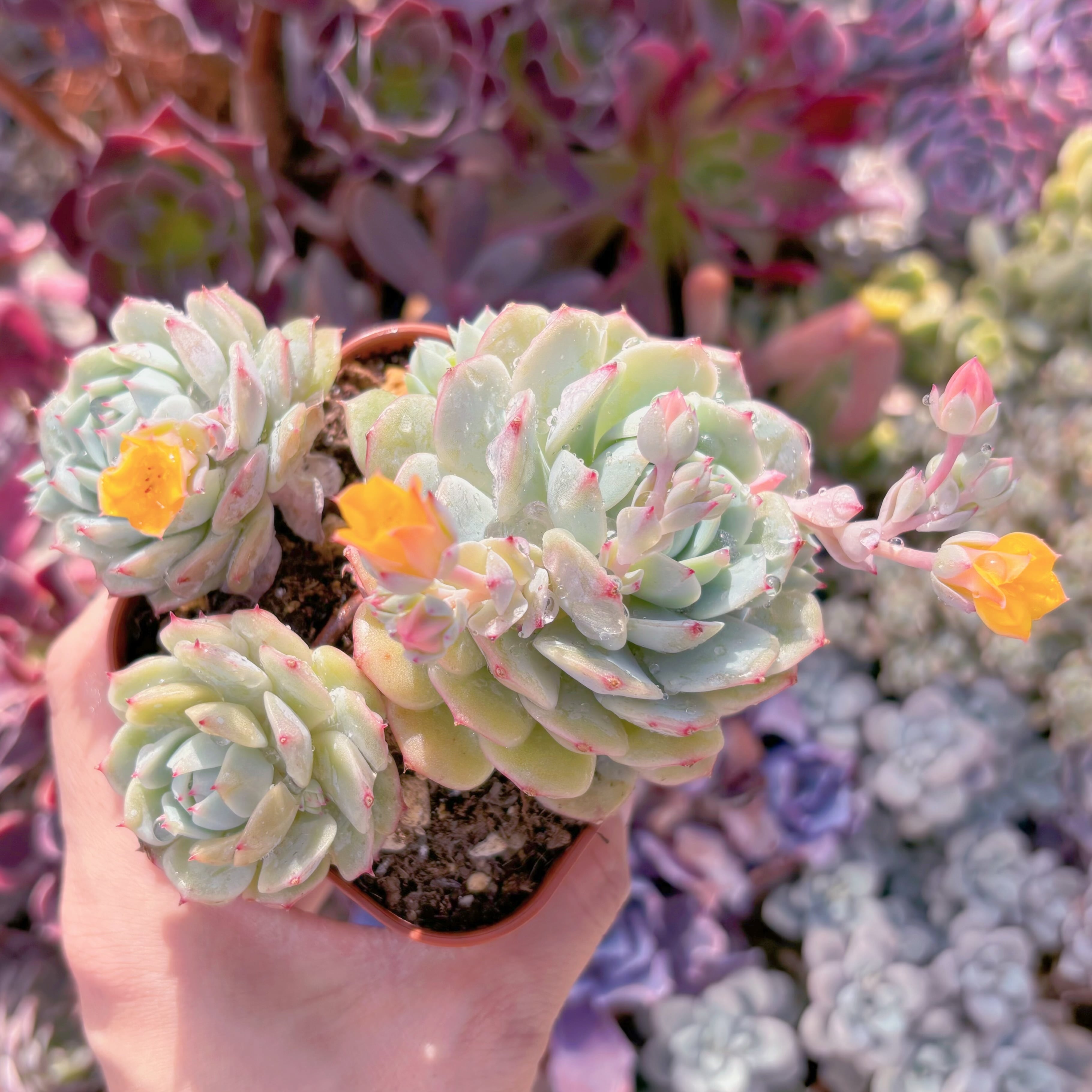 現品　静夜#284　群生　るる農園