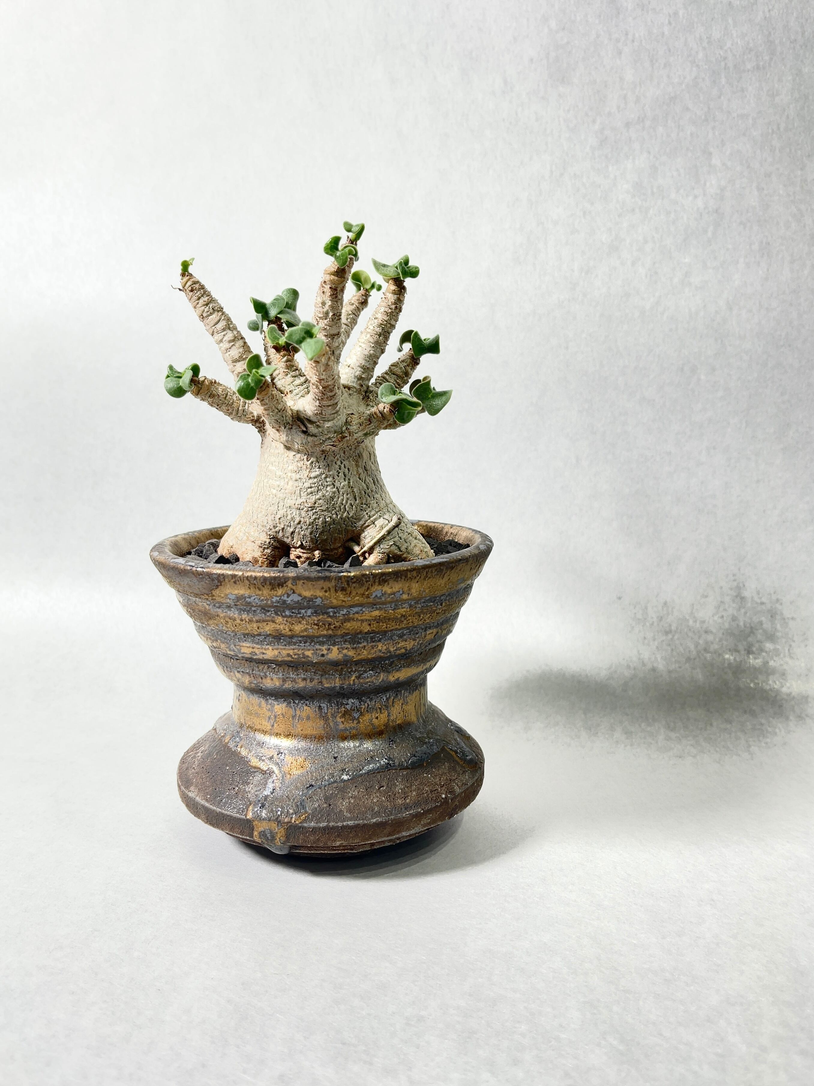 アデニウム.スワジクム アデニウム スワジクム Adenium swazicum｜多肉