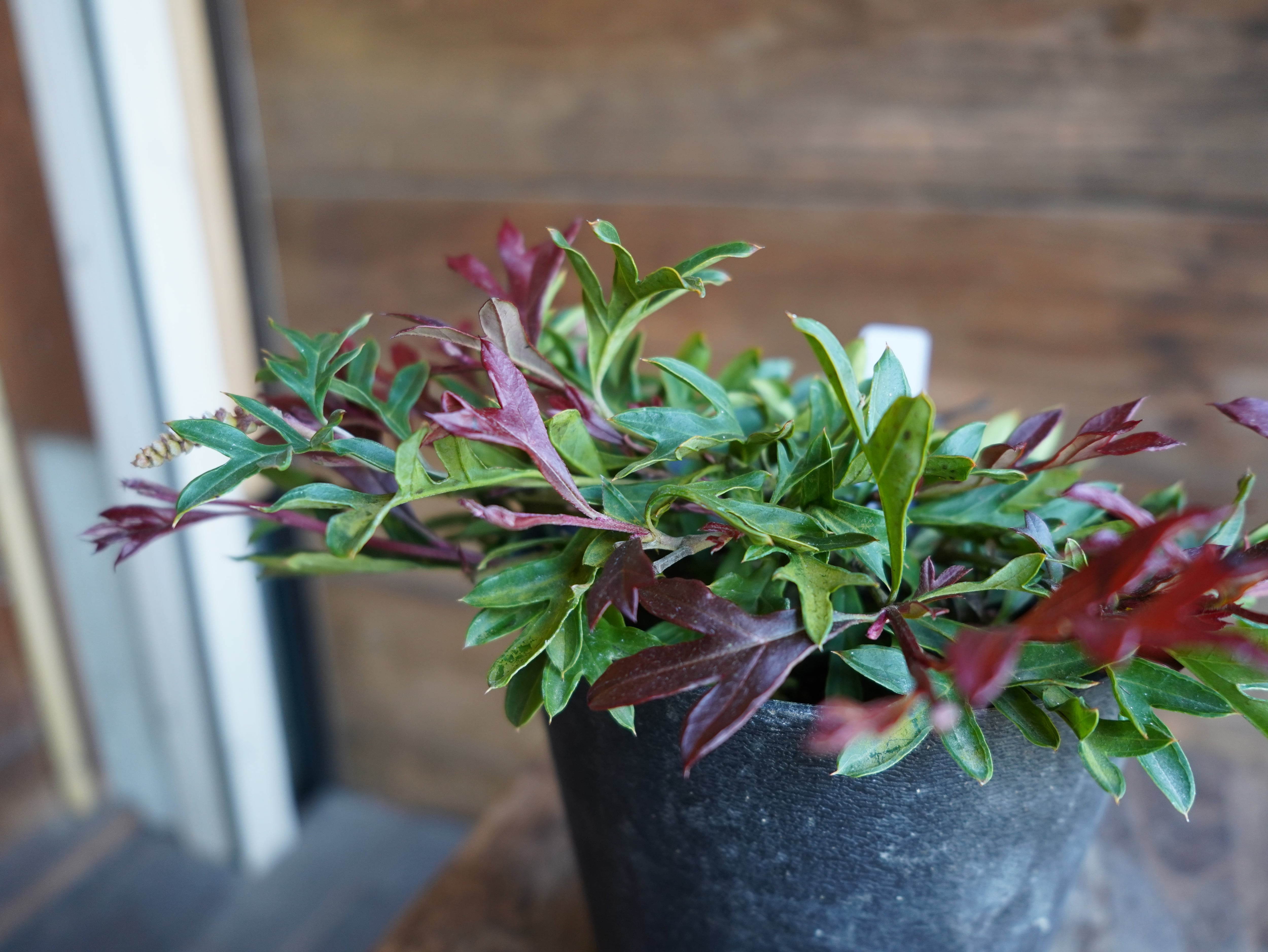 【現物】グレビレア　"ガウディチャウディ"　C