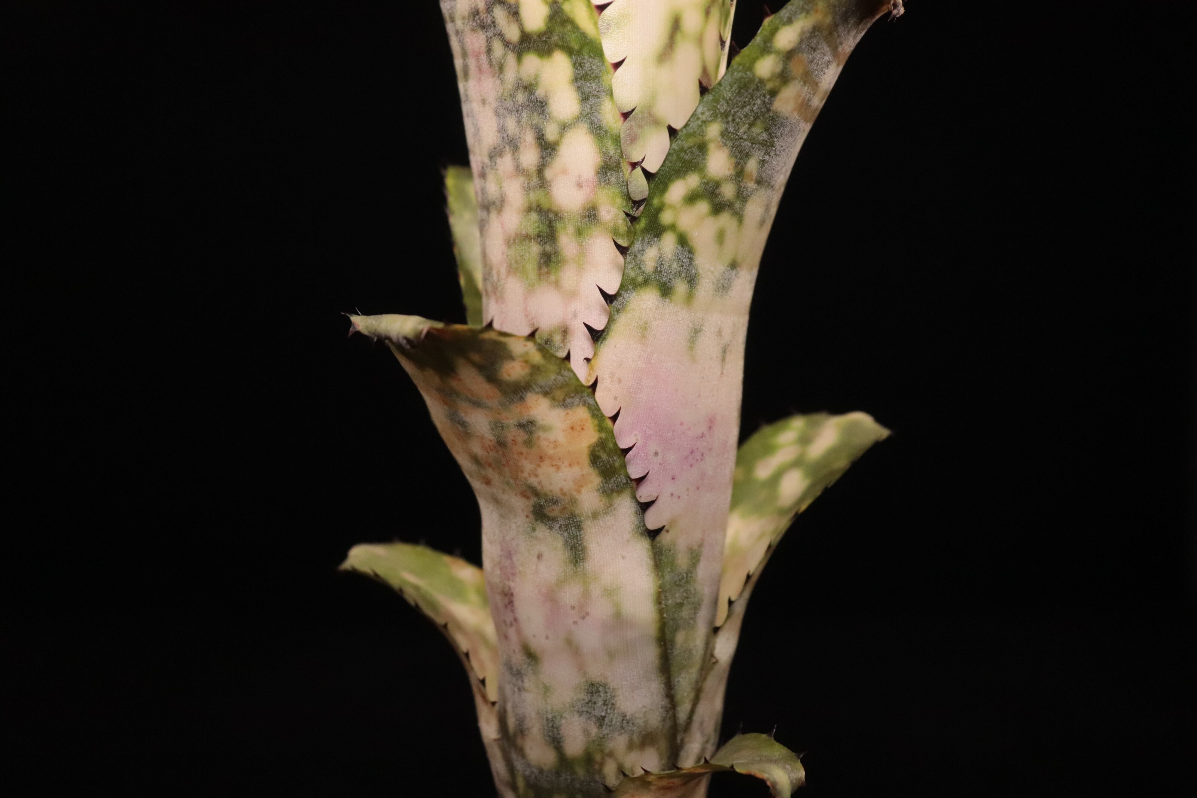 reserved】Billbergia 'Talbot Lens Gem'〔ビルベルギア〕現品発送
