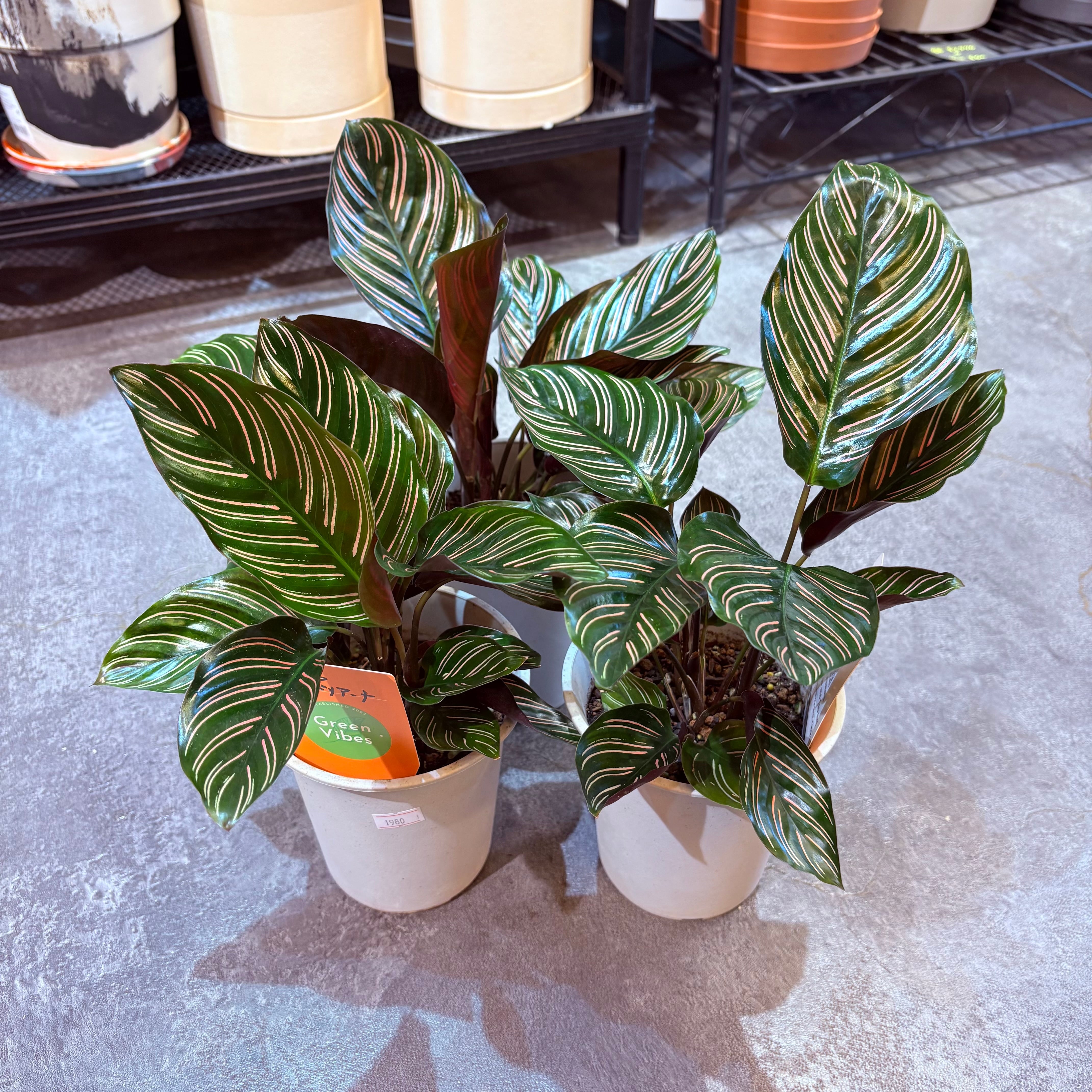 カラテア・ギムノカルパ カラテア サンデリアーナ 4号 | Green Vibes 宇都宮市の観葉植物専門店