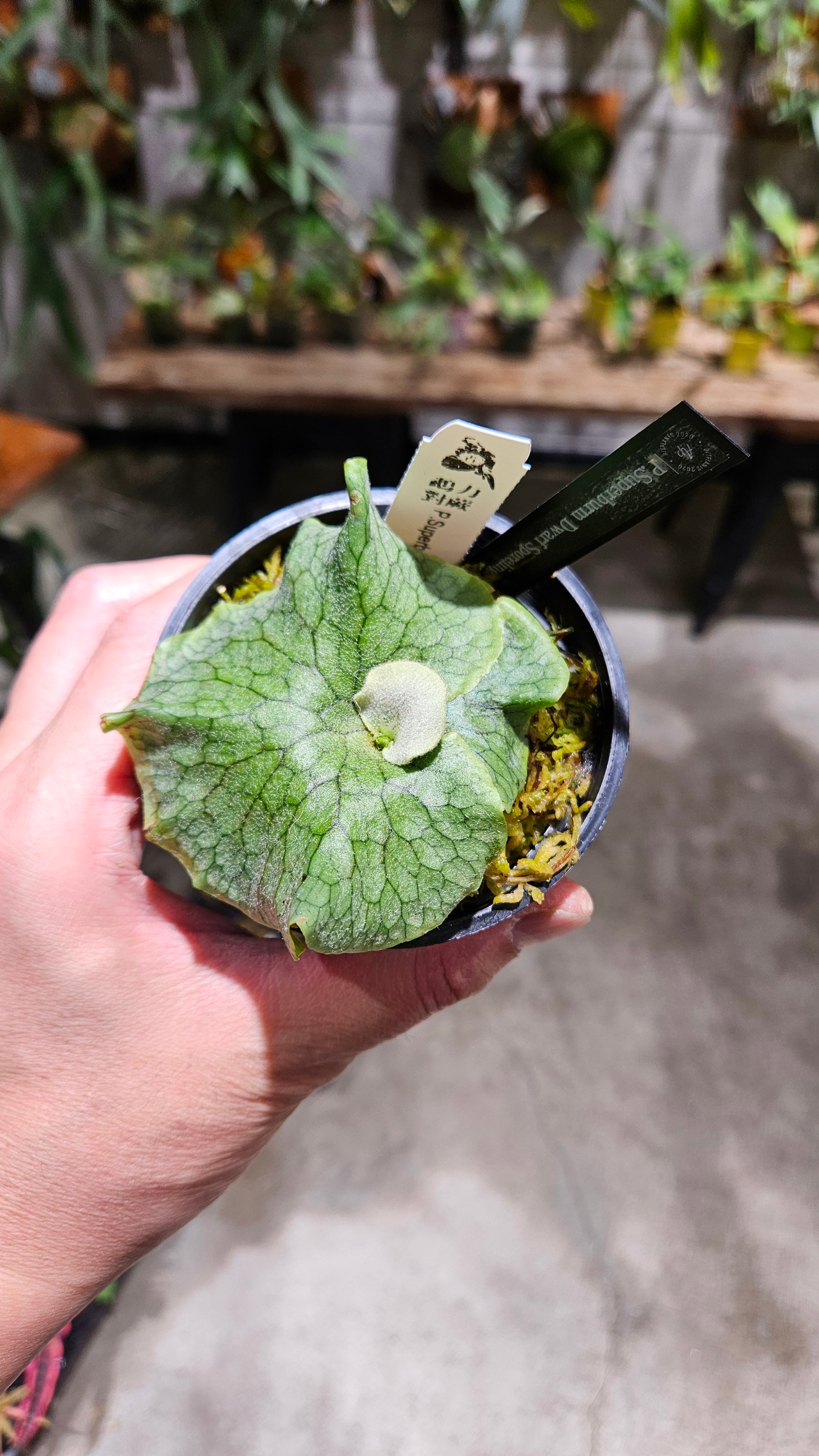【観葉植物】 商談中　ビカクシダ  P.willinckii OMG 楽天市場】ビカクシダ ウィリンキー 'OMG' (TC) 3寸 (コウモリラン