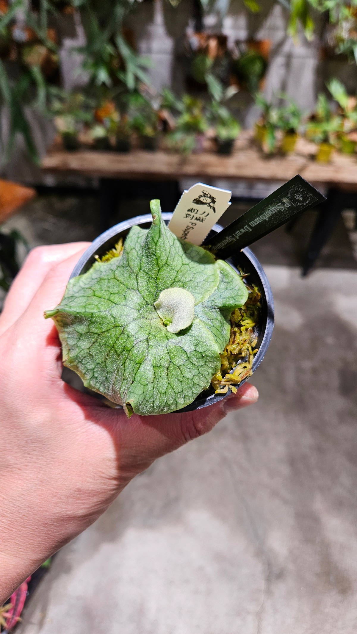 P.superbum Dwarf sporeling【artPLANTs/PLANTS GARAGE 】ビカクシダ 