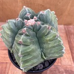 Astrophytum【アストロフィツム・亀甲ストロンギロゴナム】