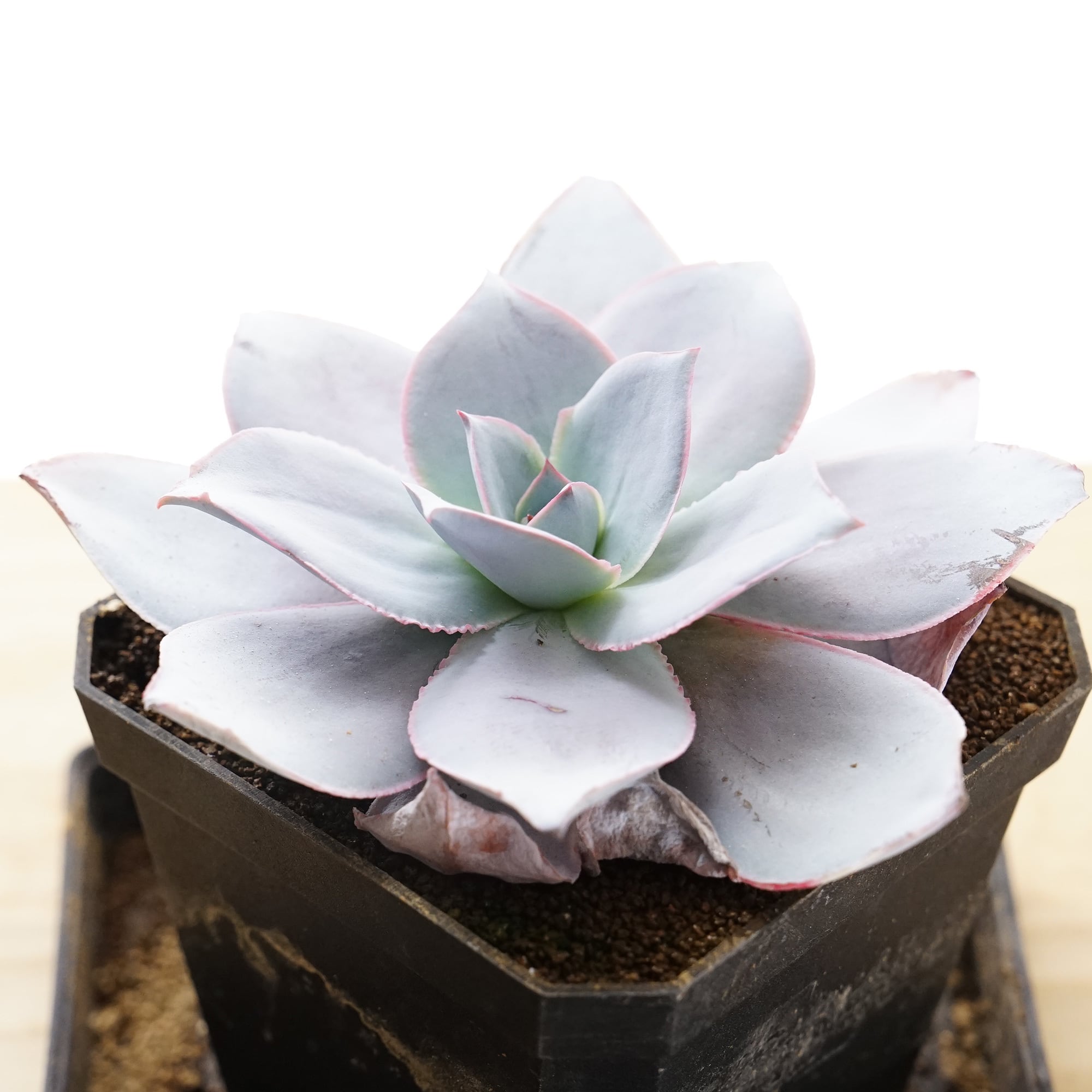 売却済み3/13撮影)モーニング(抜き苗)多肉植物