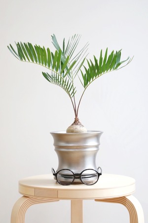 【M】ザミア フロリダーナ/Zamia furfuracea