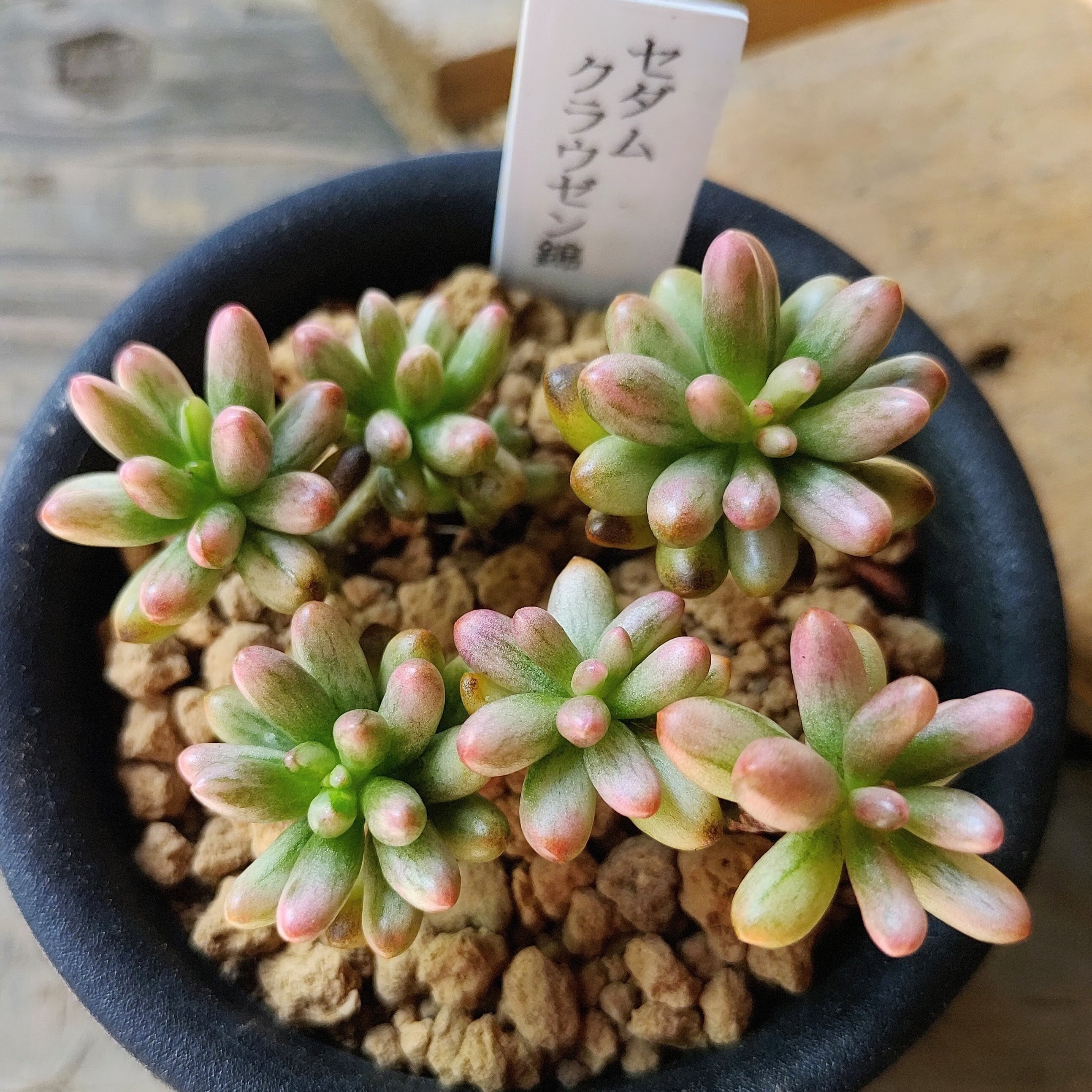 愛知県O様ご注文 クラウゼン錦(セダム) | RuPo 多肉植物専門店