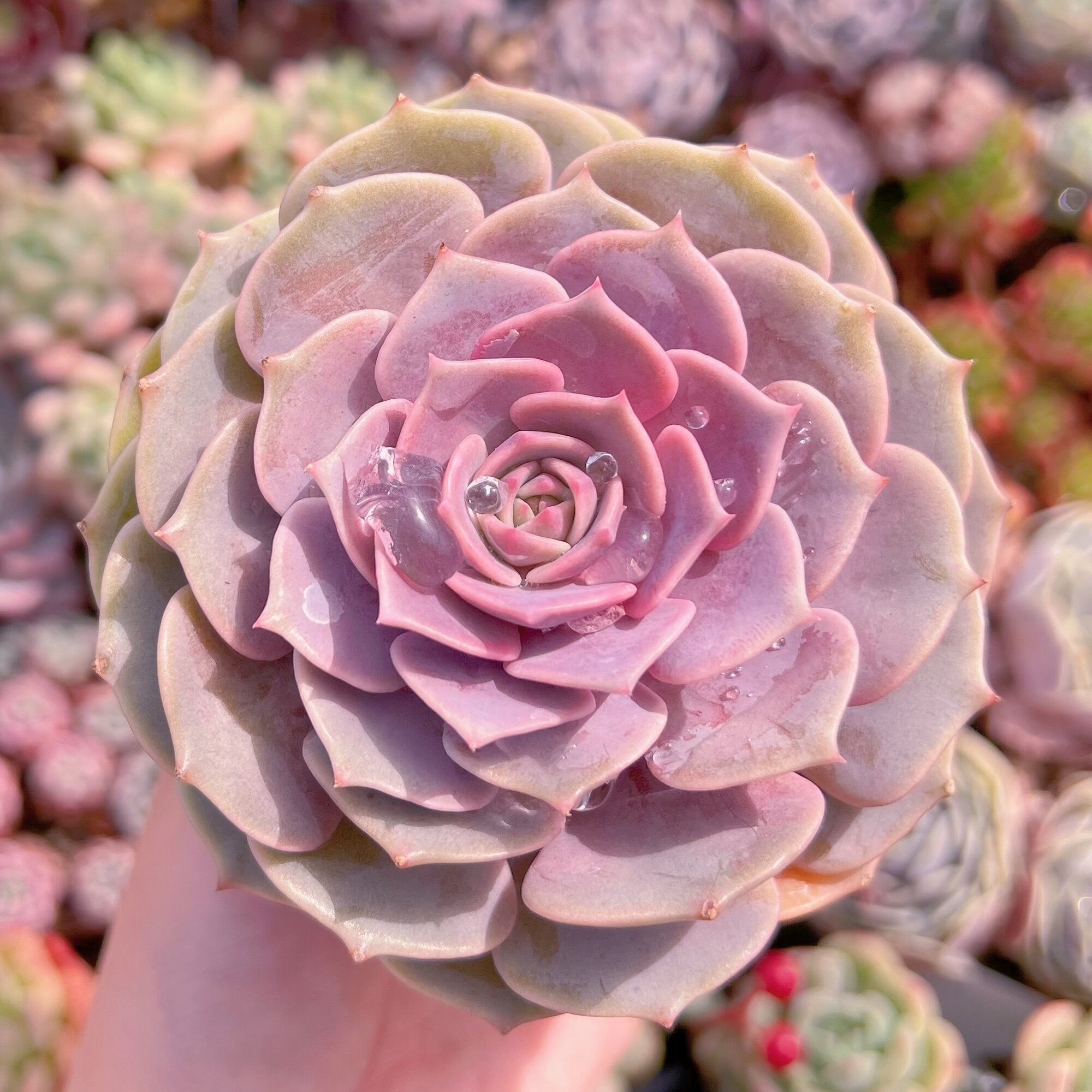 現品　ピンクローラ#C28　大苗　るる農園