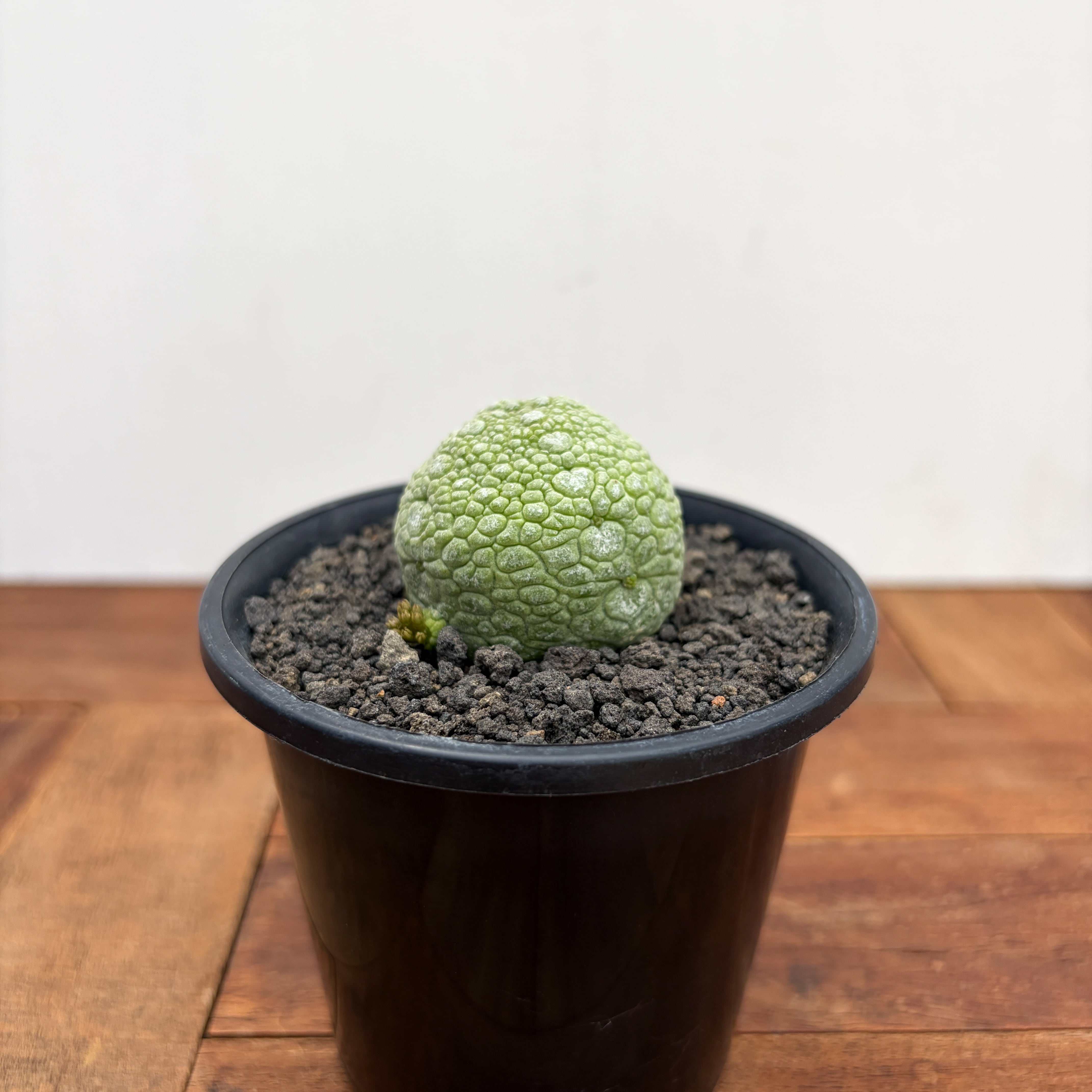 Pseudolithos migiurtinus 【プセウドリトス・ミギウルティヌス・実生
