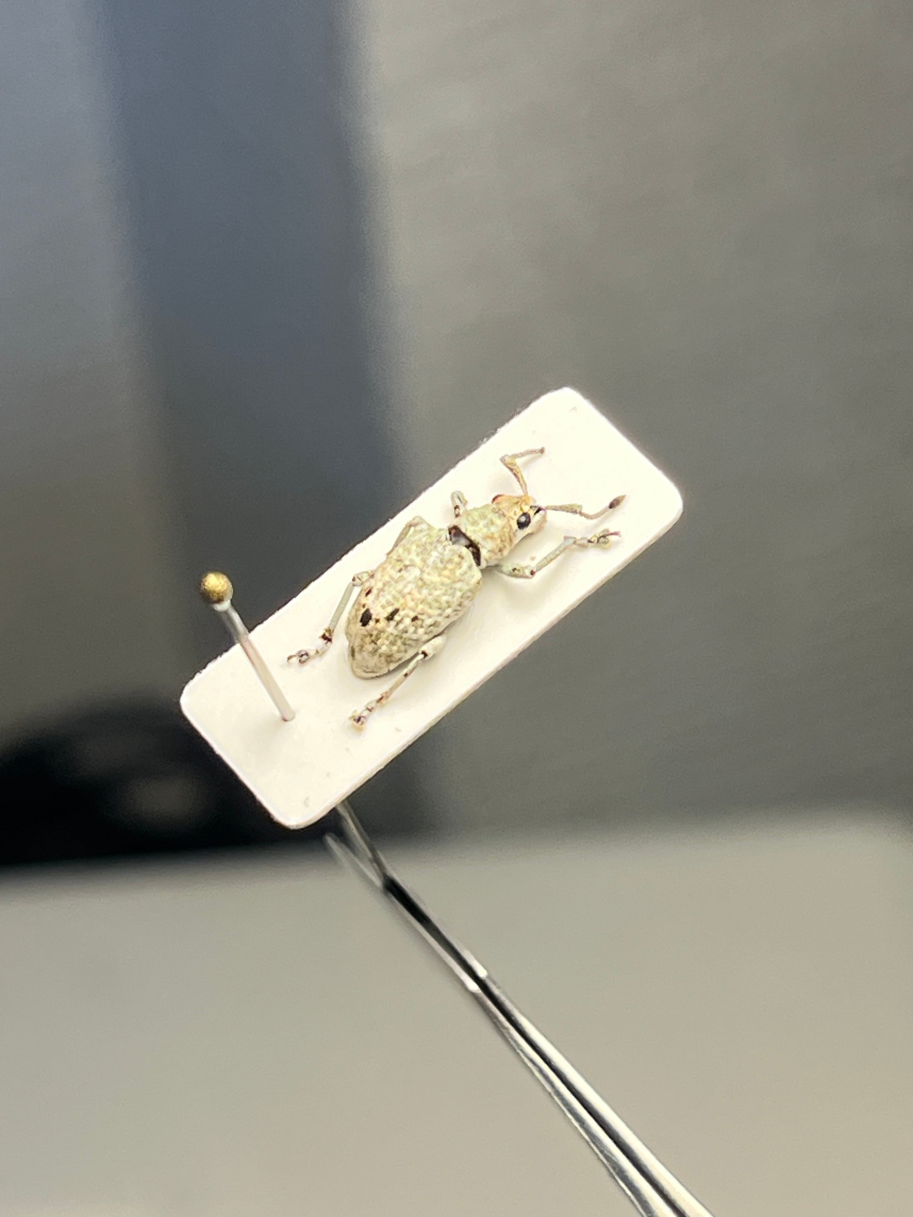 9mm】普通種と思しき白いゾウムシの一種 標本ゴミムシダマシ