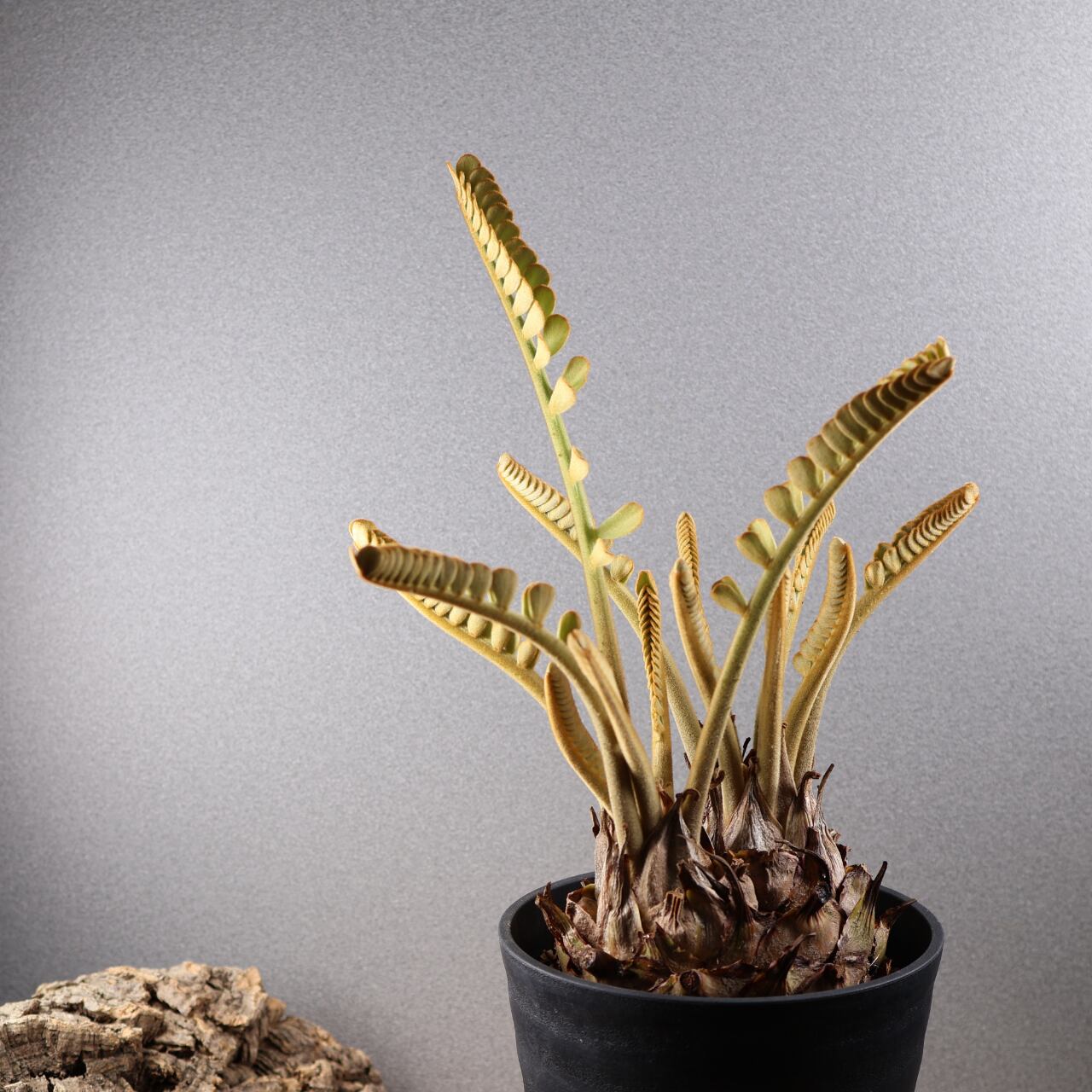 685『ザミア』 観葉植物【送料無料】 | MARX PLANTS | 観葉植物・多肉