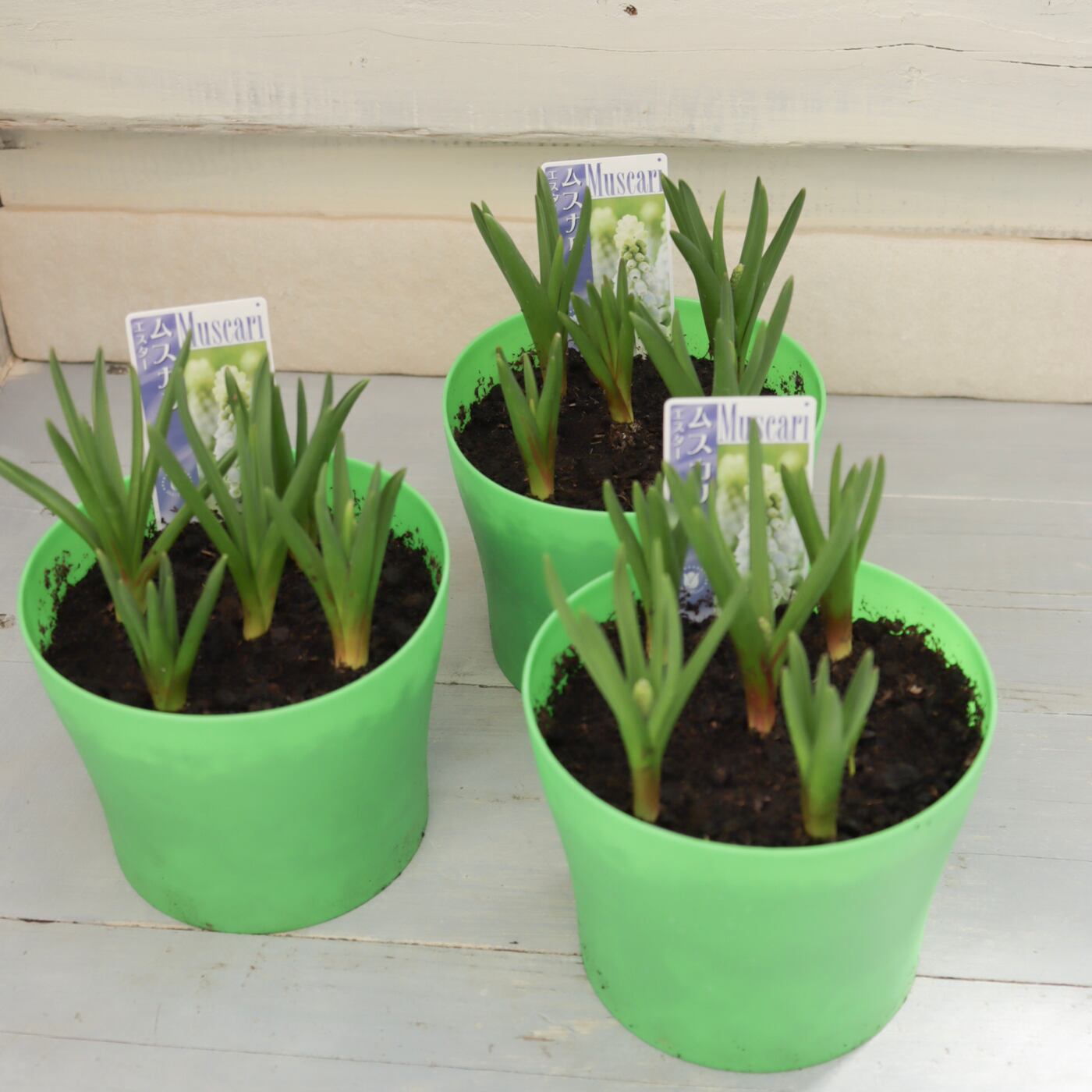 Green heartꕥオンラインショップ