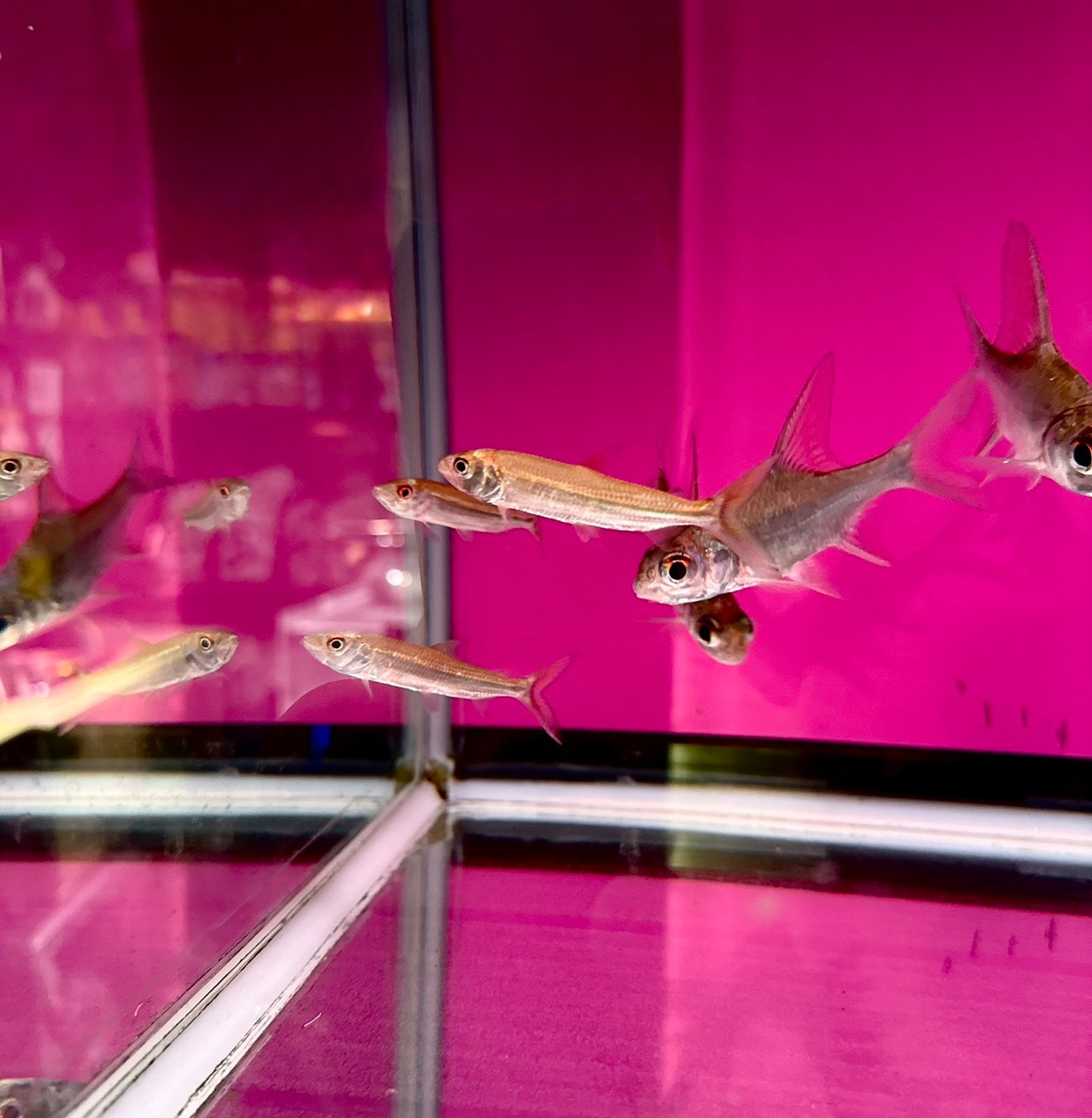 アフリカンタイガーフィッシュ・ビッタータス - 4