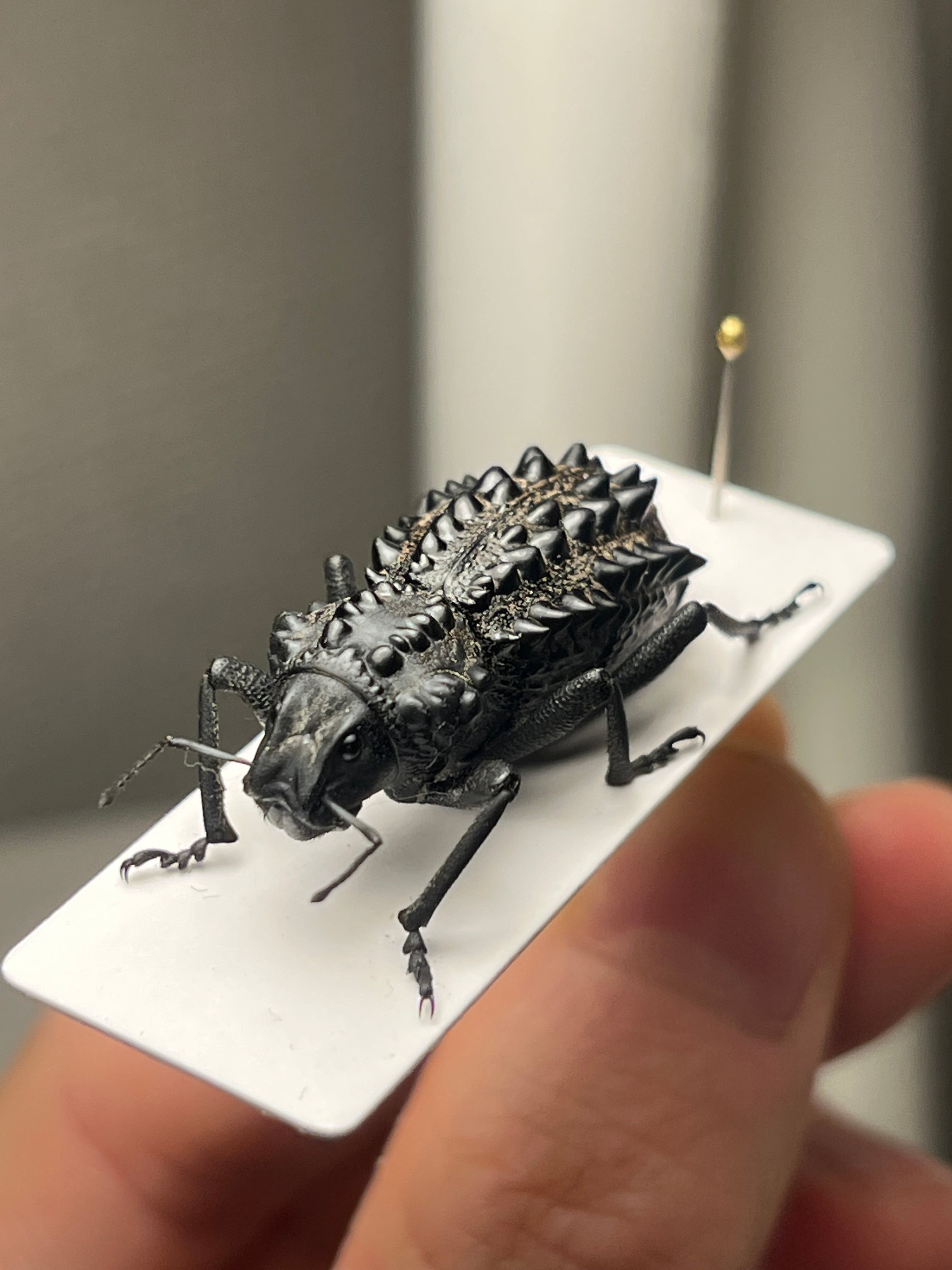 属内最高峰】トゲトゲヘンテコゾウムシ Gagatophorus 標本甲虫フン
