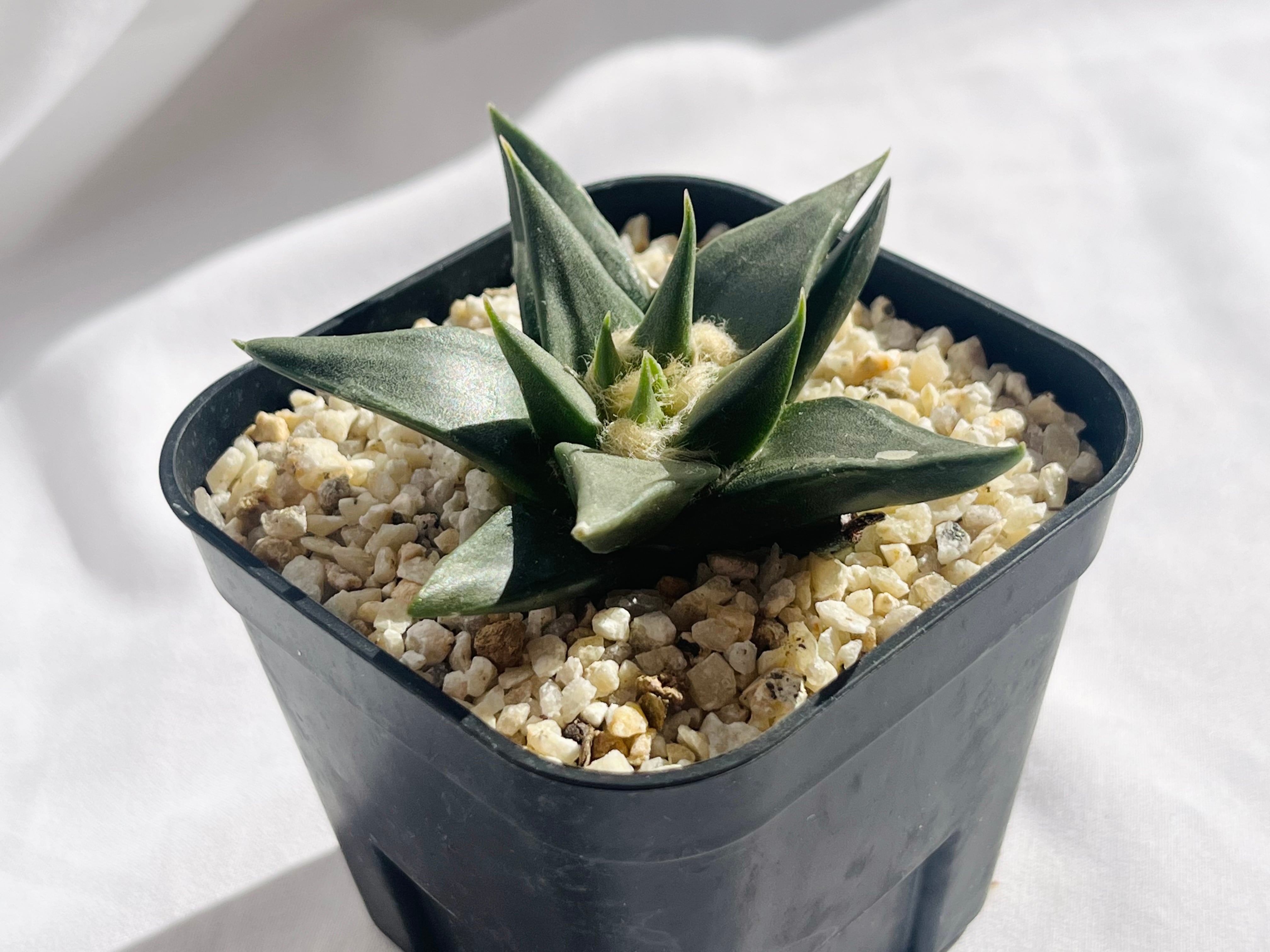 Ariocarpus trigonus アリオカルプス 三角牡丹 サボテン Ariocarpus trigonus アリオカルプス 三角牡丹 サボテン