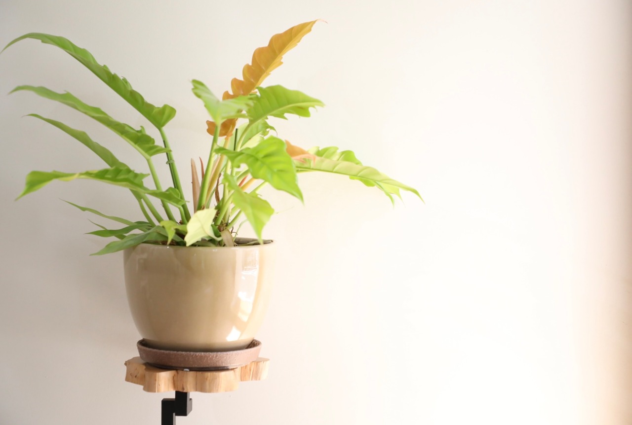 【M】フィロデンドロン ゴールデンクロコダイル/Philodendron ※陶器鉢付き