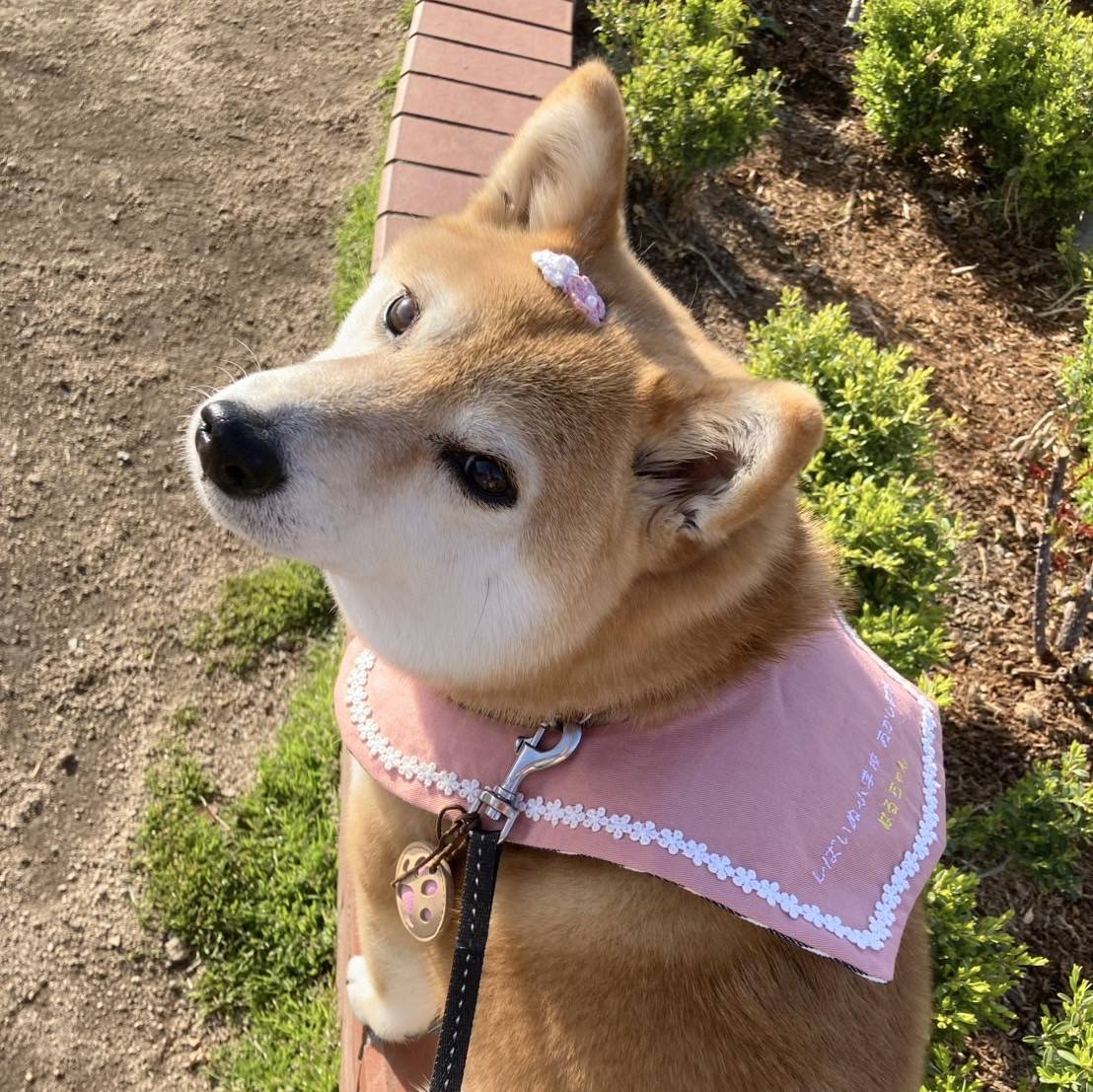 セーラーカラー お名前刺繍入り 可愛いセーラー服型スタイ 犬用付け襟