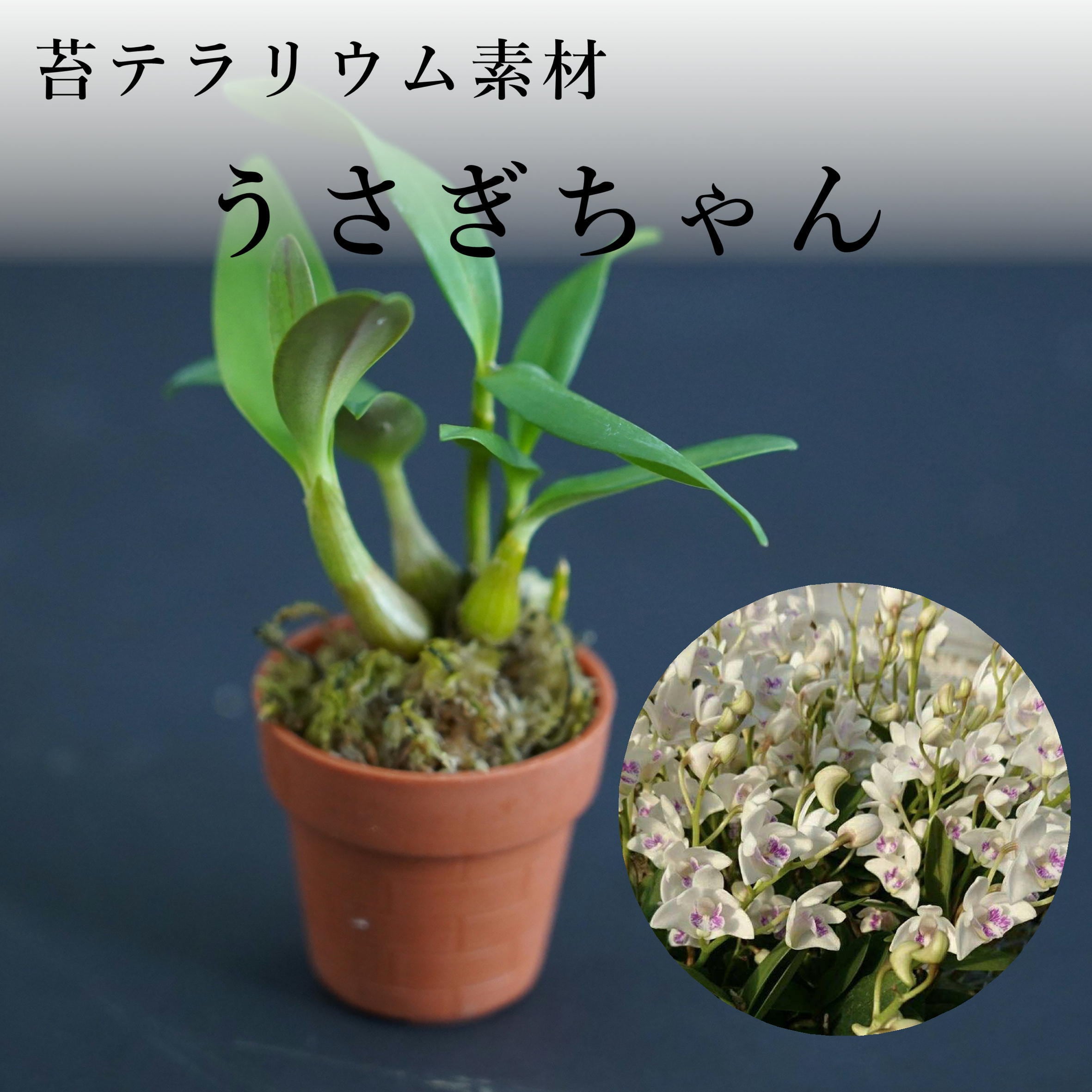 Den.kingianum うさぎちゃん【着生ラン】苔テラリウム用ミニミニポット