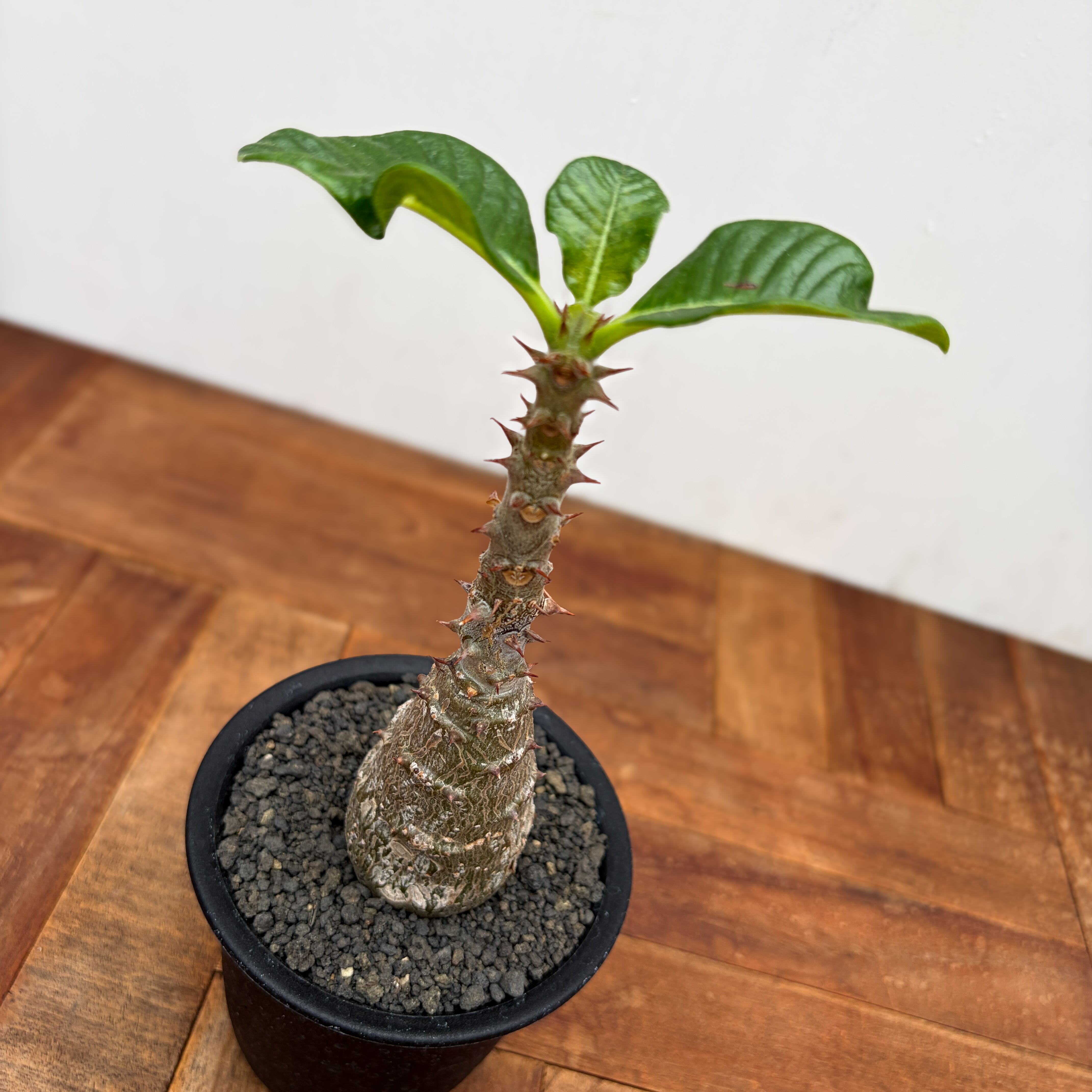 Pachypodium windsorii【パキポディウム・ウィンゾリー】 | RIMO'S