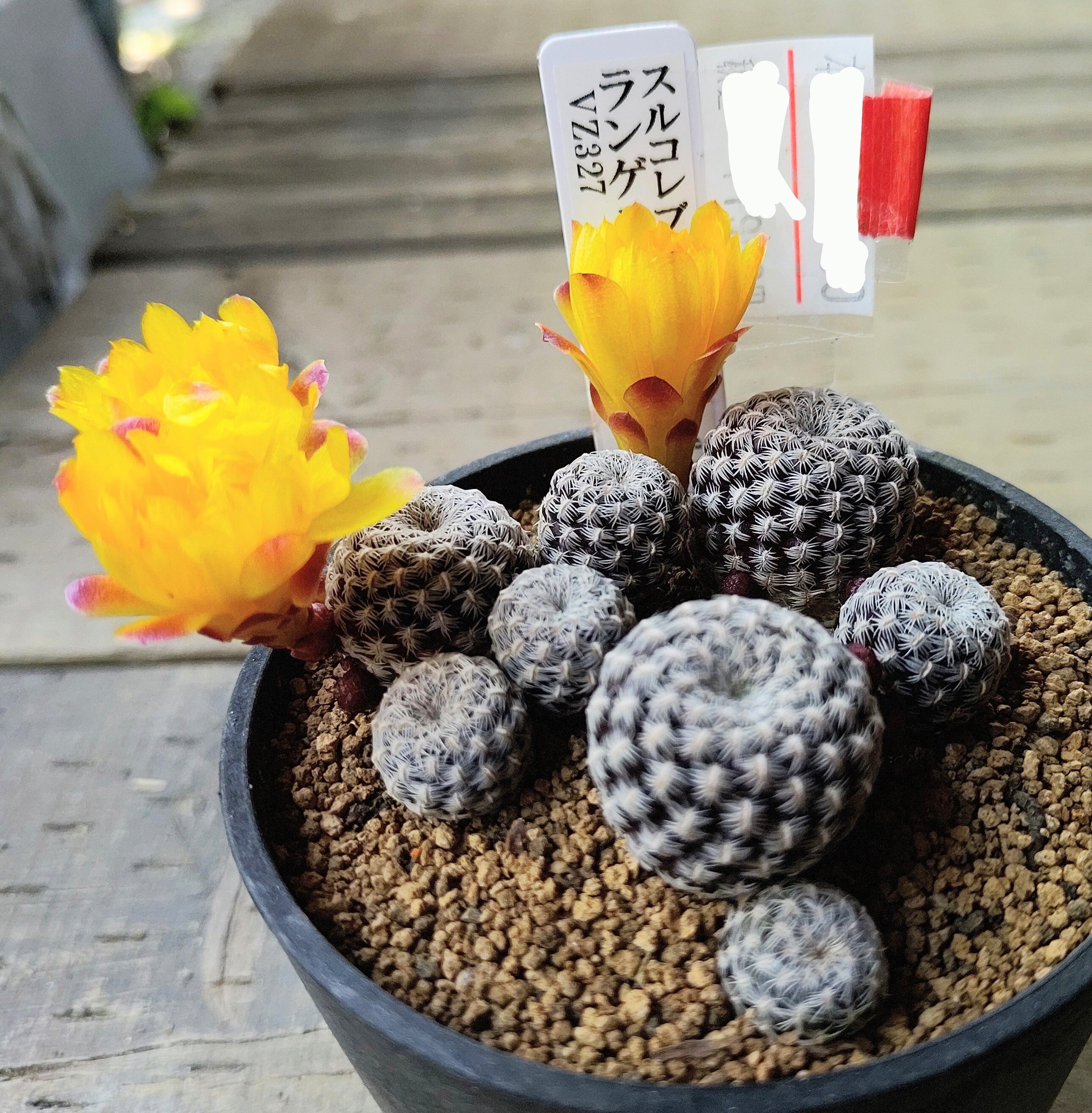 サボテン スルコレブチアsp♪カキコ１つ サボテン スルコレブチアsp♪カキコ1つ サボテン スルコレブチアsp