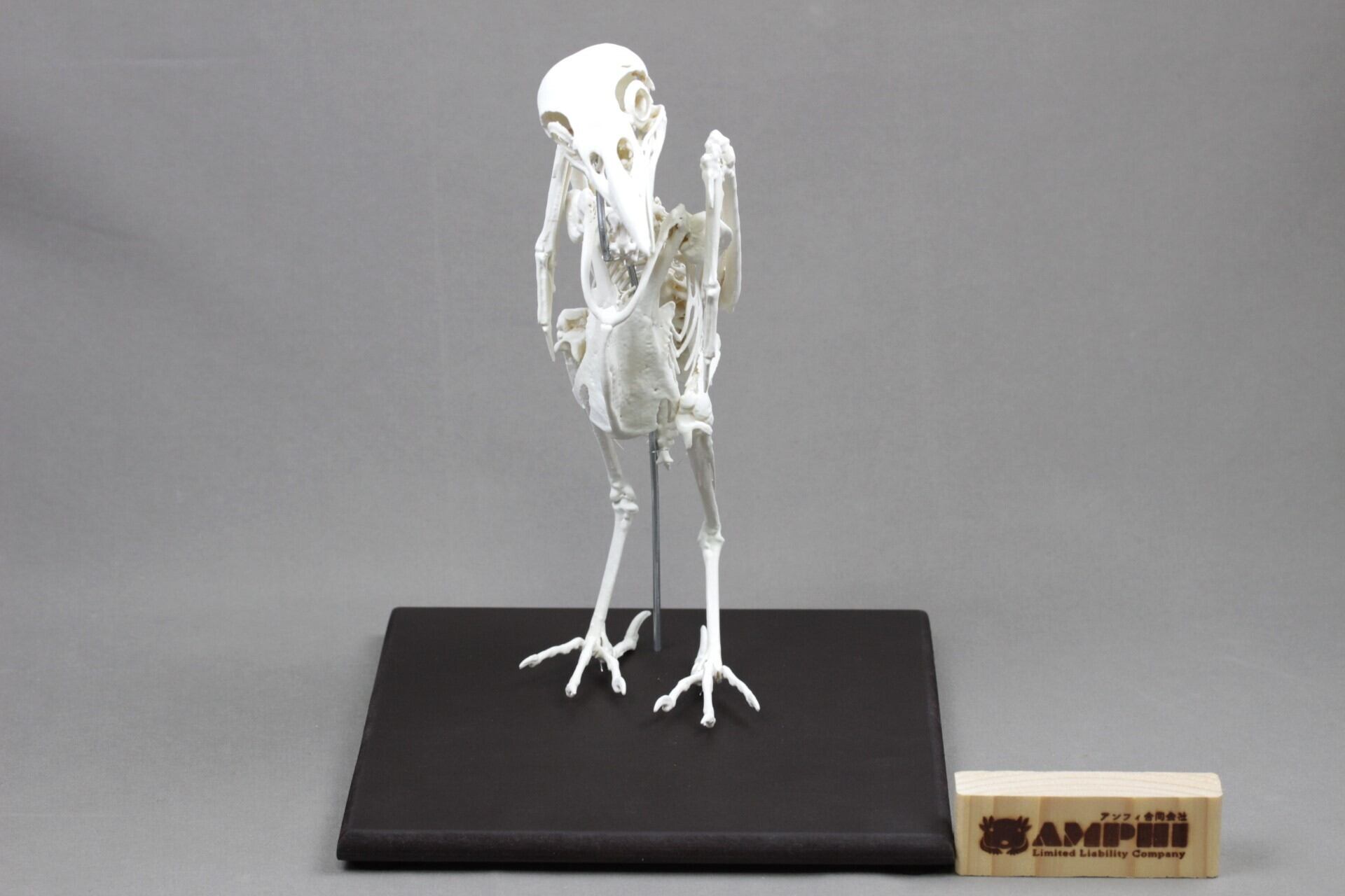 ムナジロガラス （Corvus albus）等倍全身骨格レプリカ | アンフィ合同会社