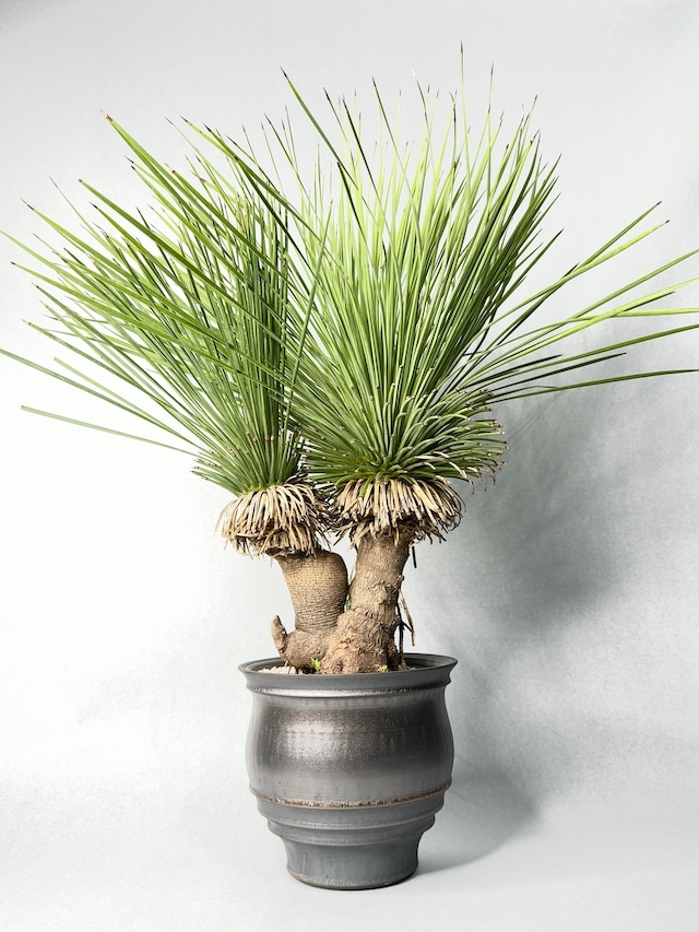 ユッカ・リネアリフォリア(2頭)
