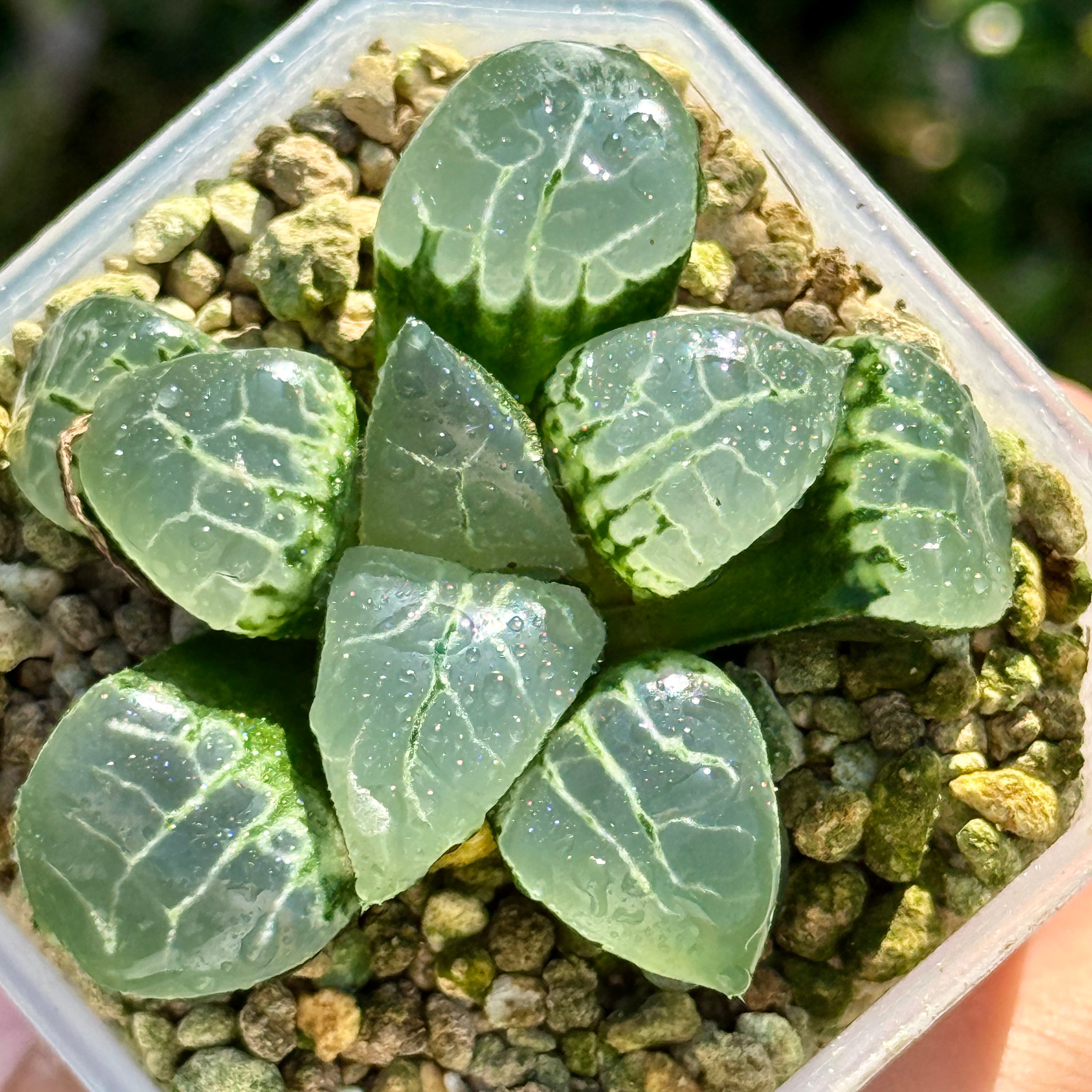 珍しいハオ楽園