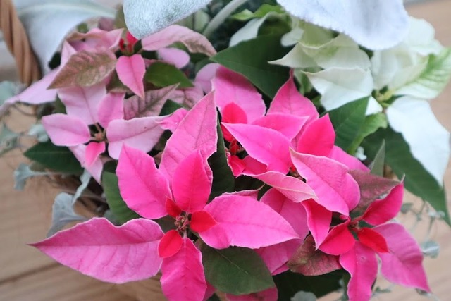 寄せ植え　３色のプリンセチア＆エンジェルウイングス＆ブラキカムの寄せ植え