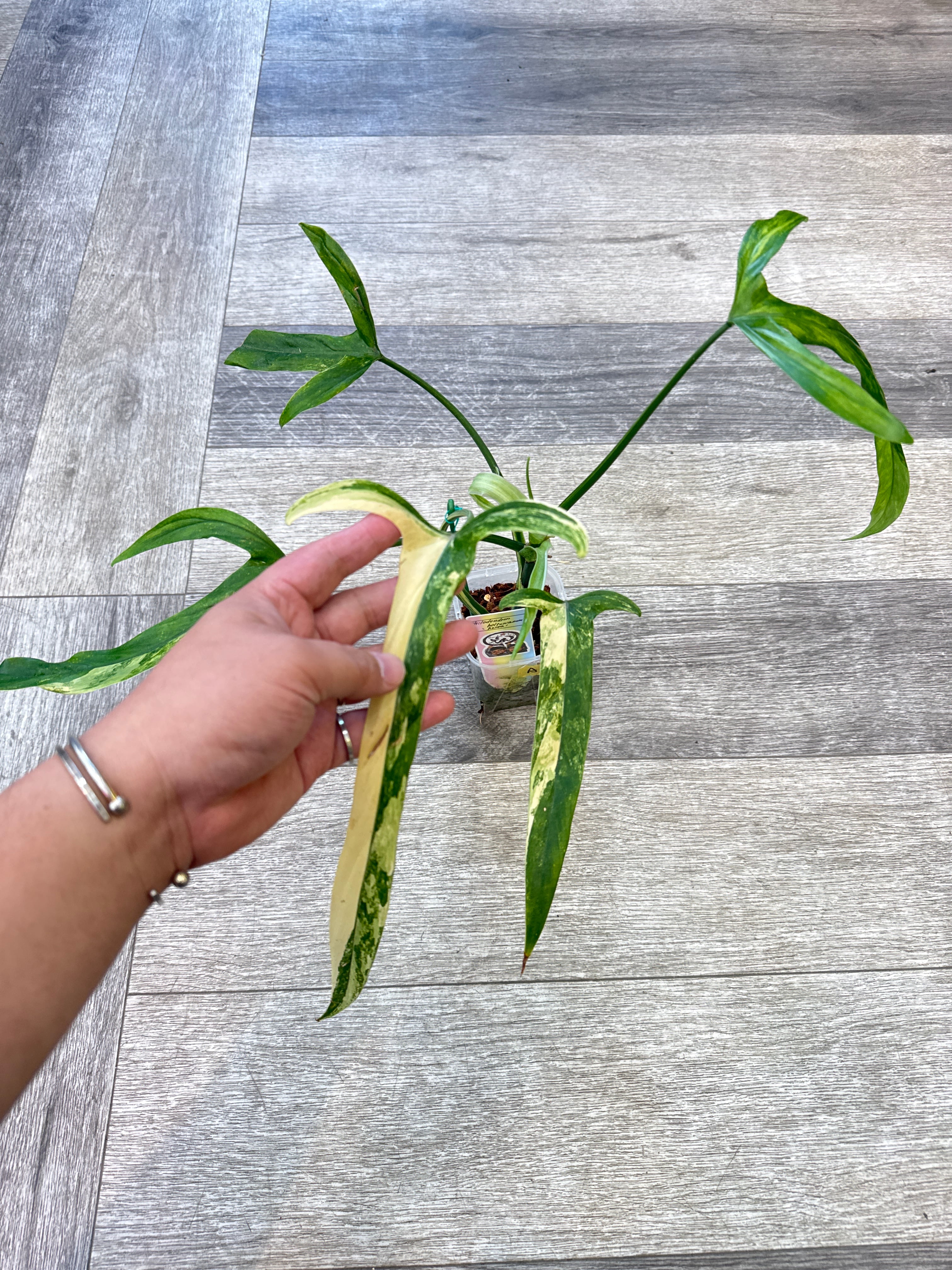アンスリウム ワロクアーナム | Gardenえん 【観葉熱帯植物】