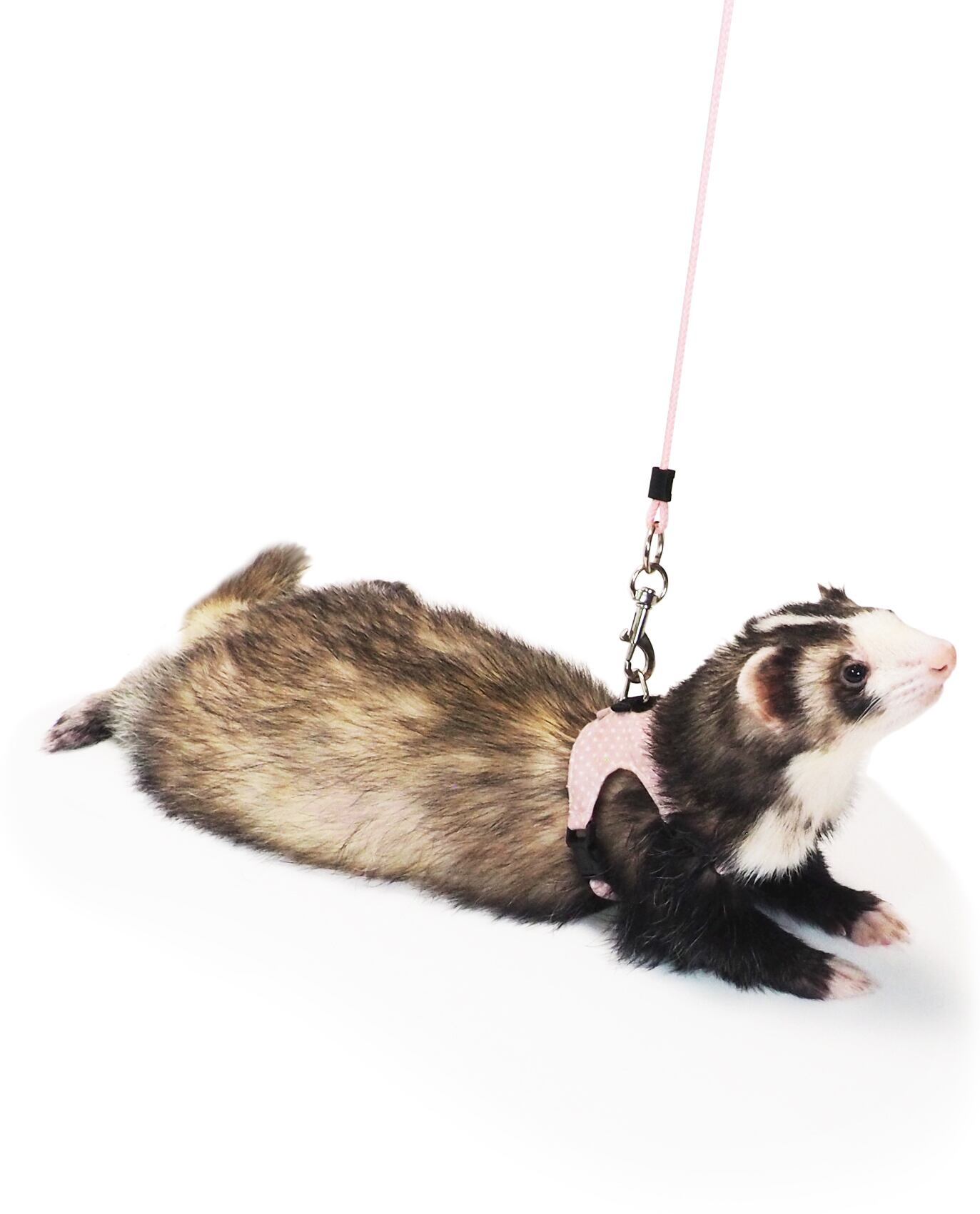 【フェレット】フェレっ子ハーネス 水玉ピンク/水玉ブルー