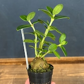 Hydnophytum hailans Mt. Hagen, PNG【668】