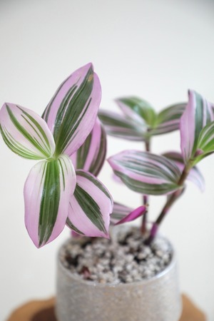 【S】トラディスカンティア ラベンダー/ ※陶器鉢付き