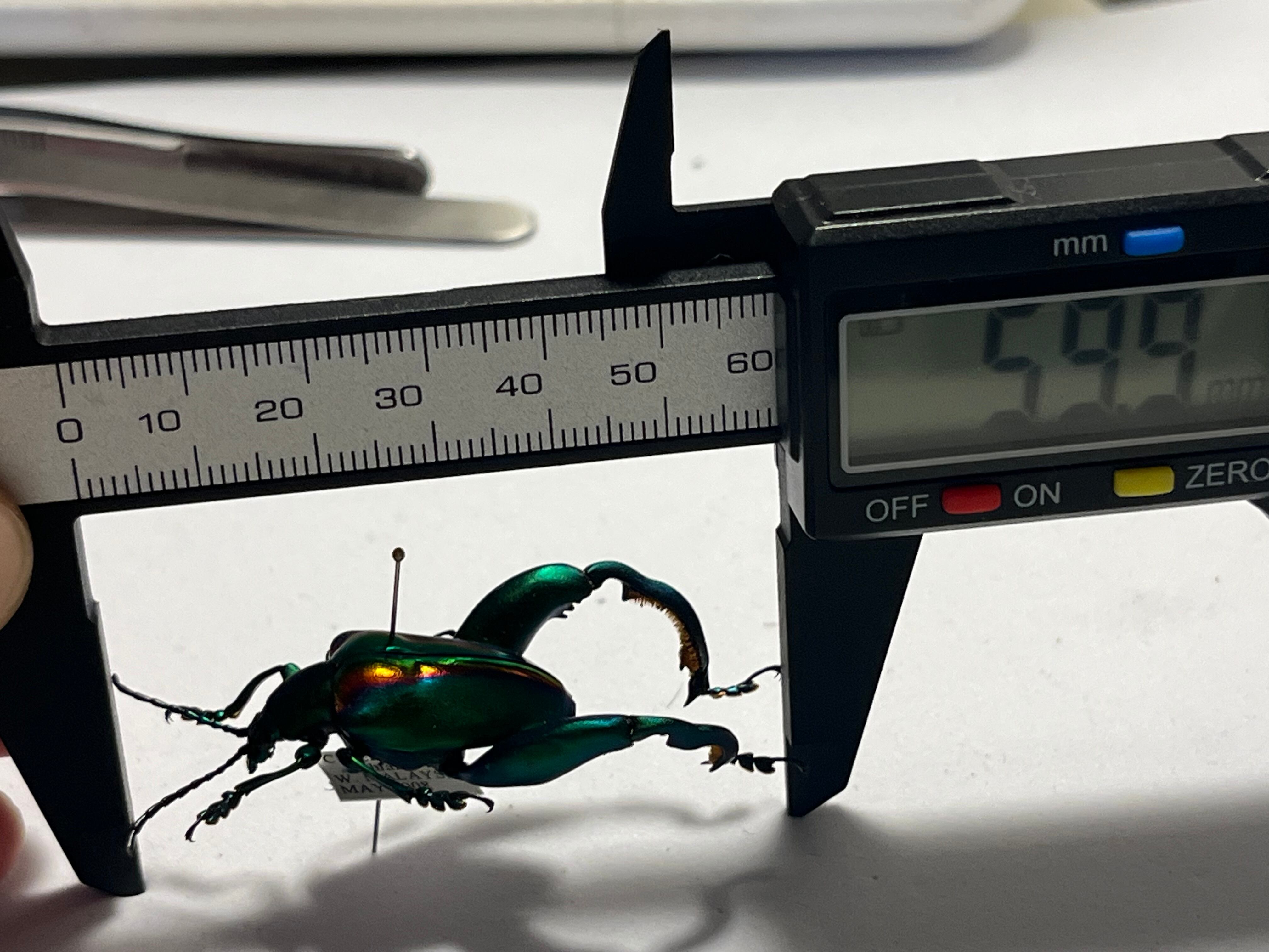 【腿太葉虫最大種】モモブトハムシ 標本　プラチナコガネ タマムシ 1281784b8e425205883e3c6bf9531e