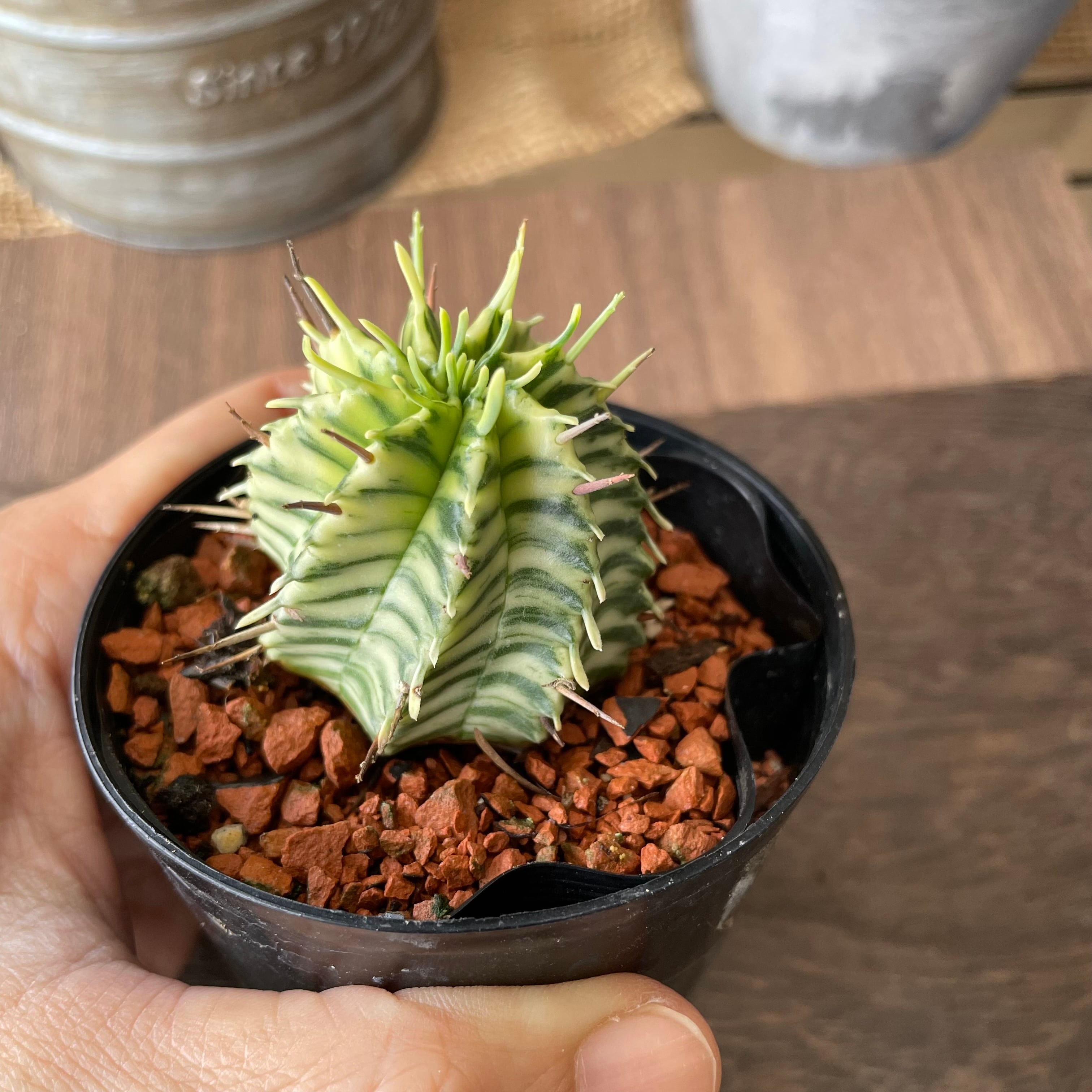 抜き苗 ビンビン XJB425×50株 ふっくら 多肉植物 エケベリア サボテン