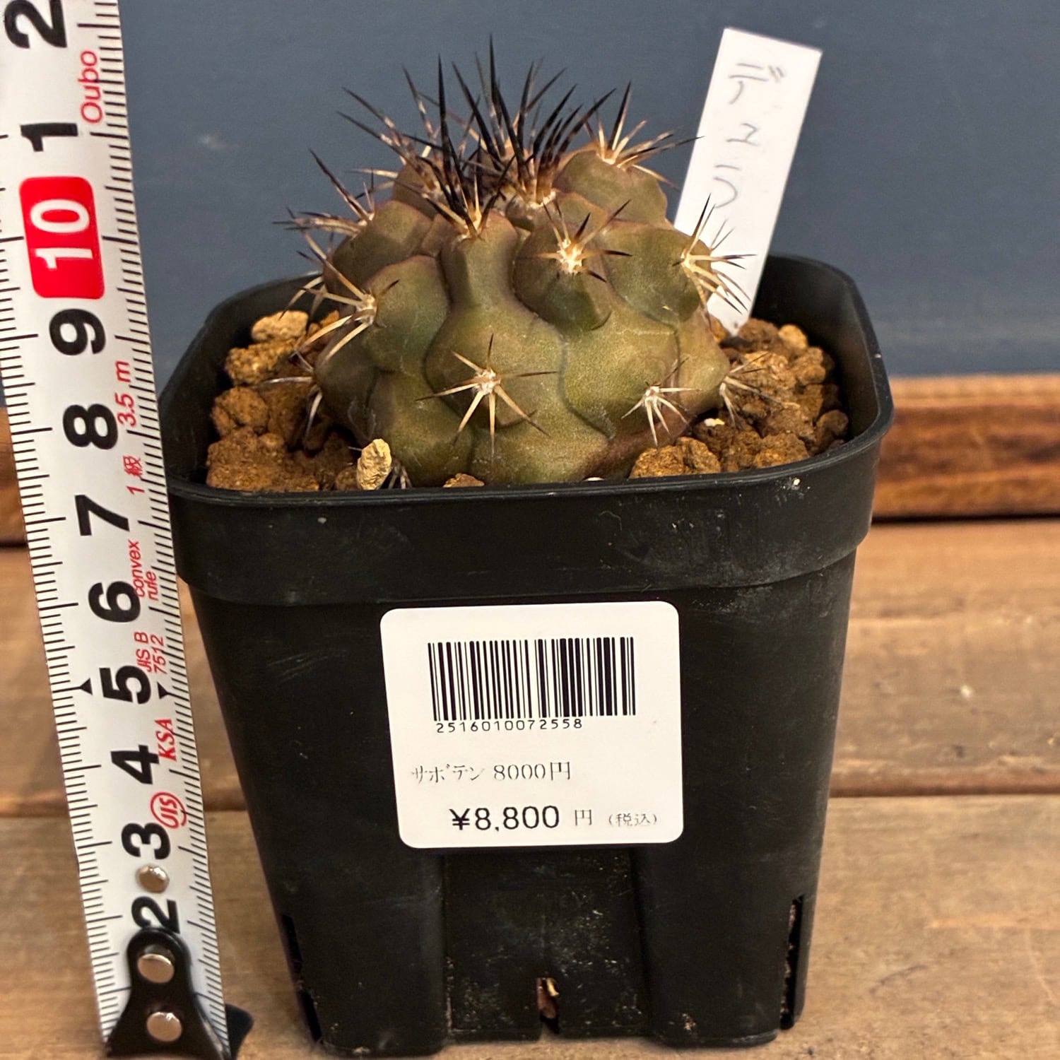 サボテン　コピアポア　デュラ Copiapoa dura【コピアポア・デュラ・銅羅丸・実生】 | RIMO'S GREEN