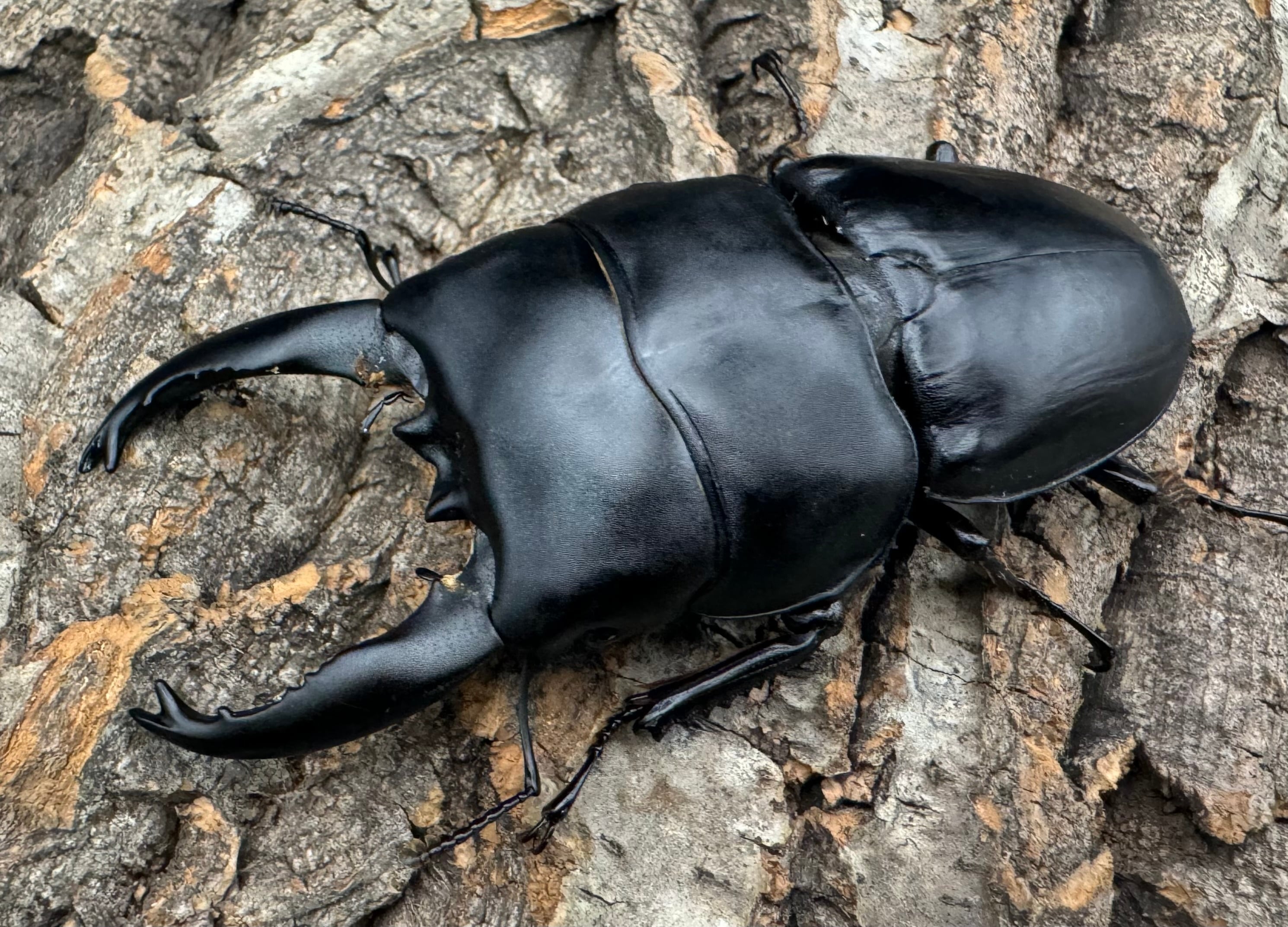 WD】《アルキデスヒラタ（長歯）90mm ペア》 | KPW公式オンラインショップ