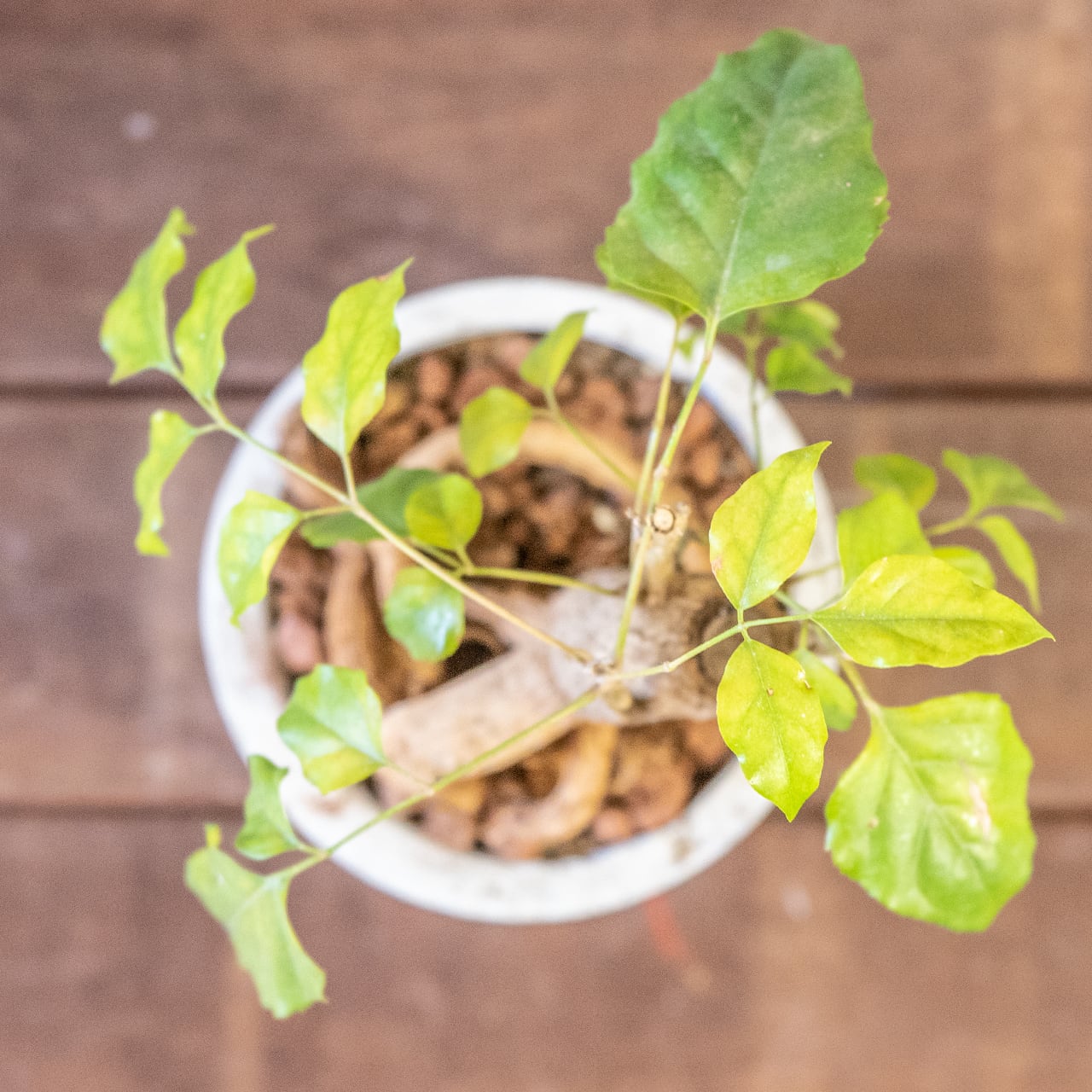 【古木の風格漂う塊根】個性派ヘテロパナックス。都会的な手づくりモルタル鉢。置くだけで絵になる存在感。|虫発生抑制