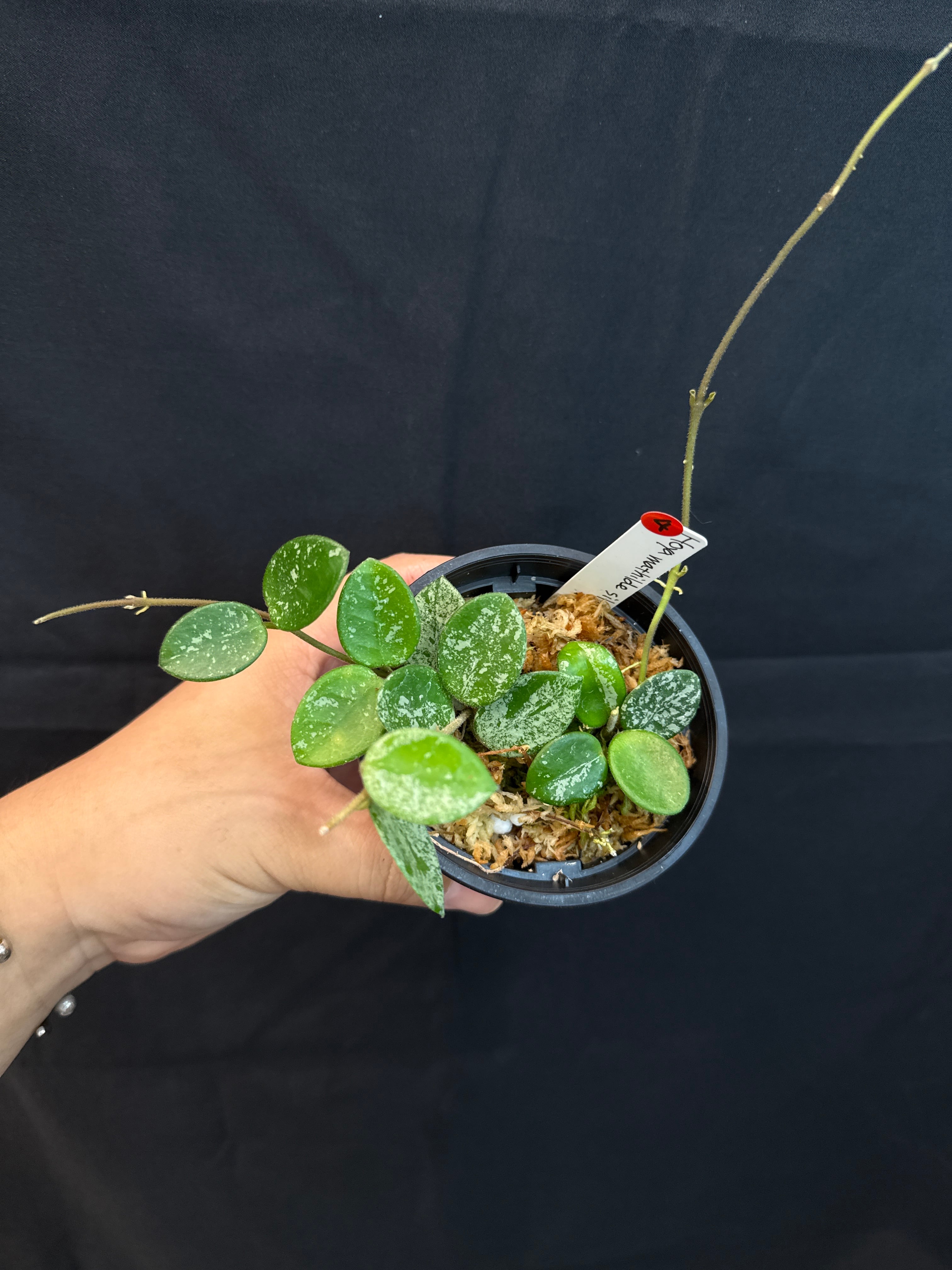 ホヤ マチルダ シルバースプラッシュ 4. ホヤ マチルダシルバースプラッシュ | Gardenえん 【観葉熱帯植物】
